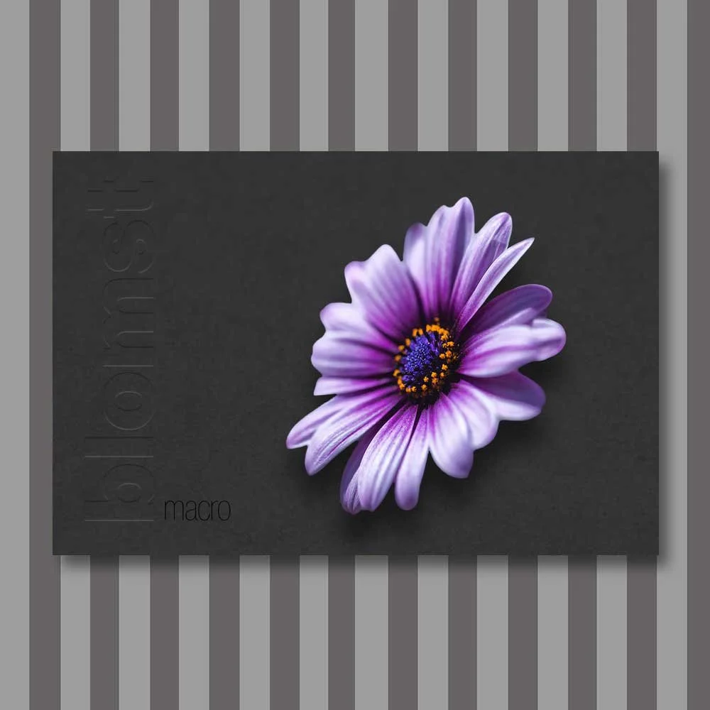 Titel: Blume 8 (Leinwand)
