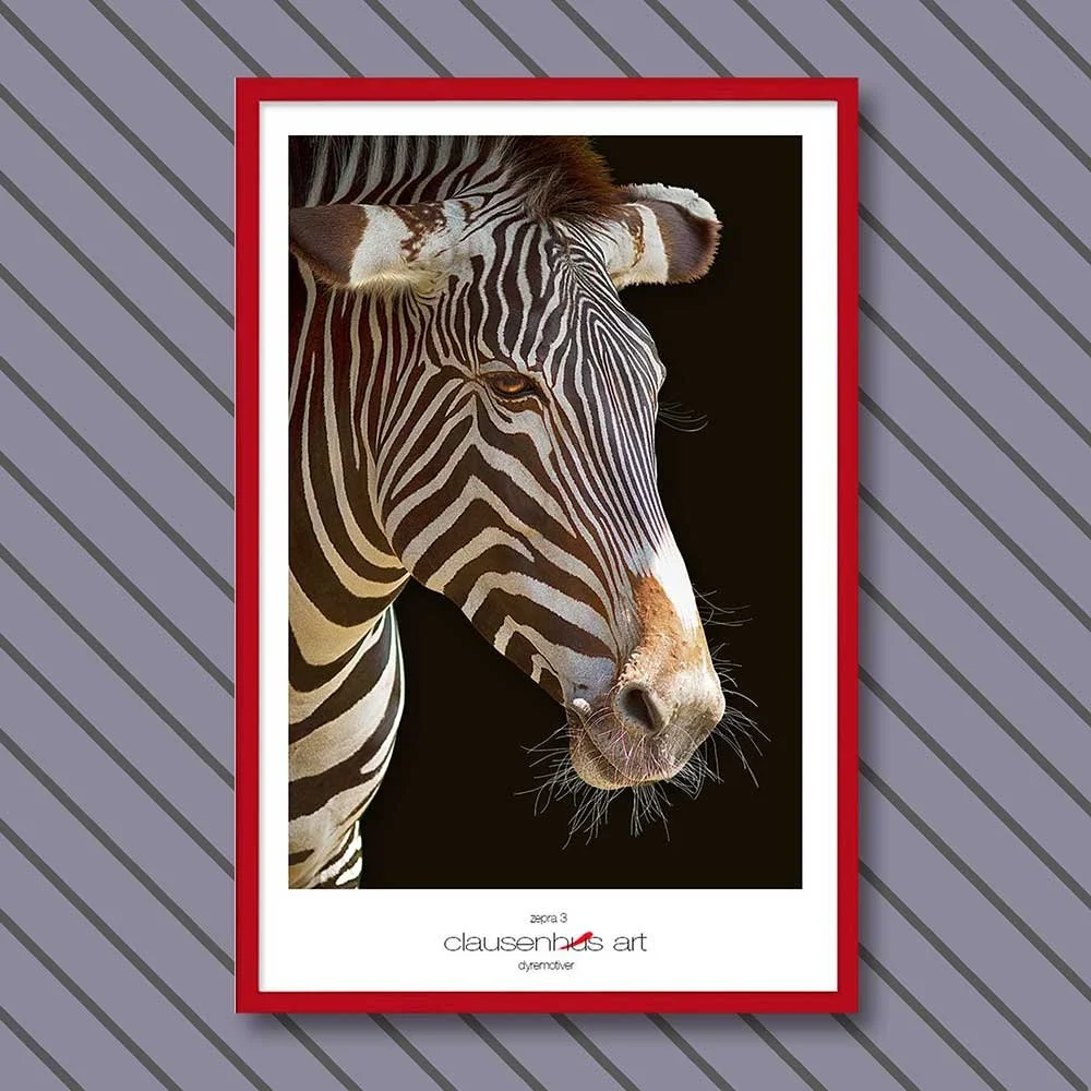 zebra-3-copy.jpg