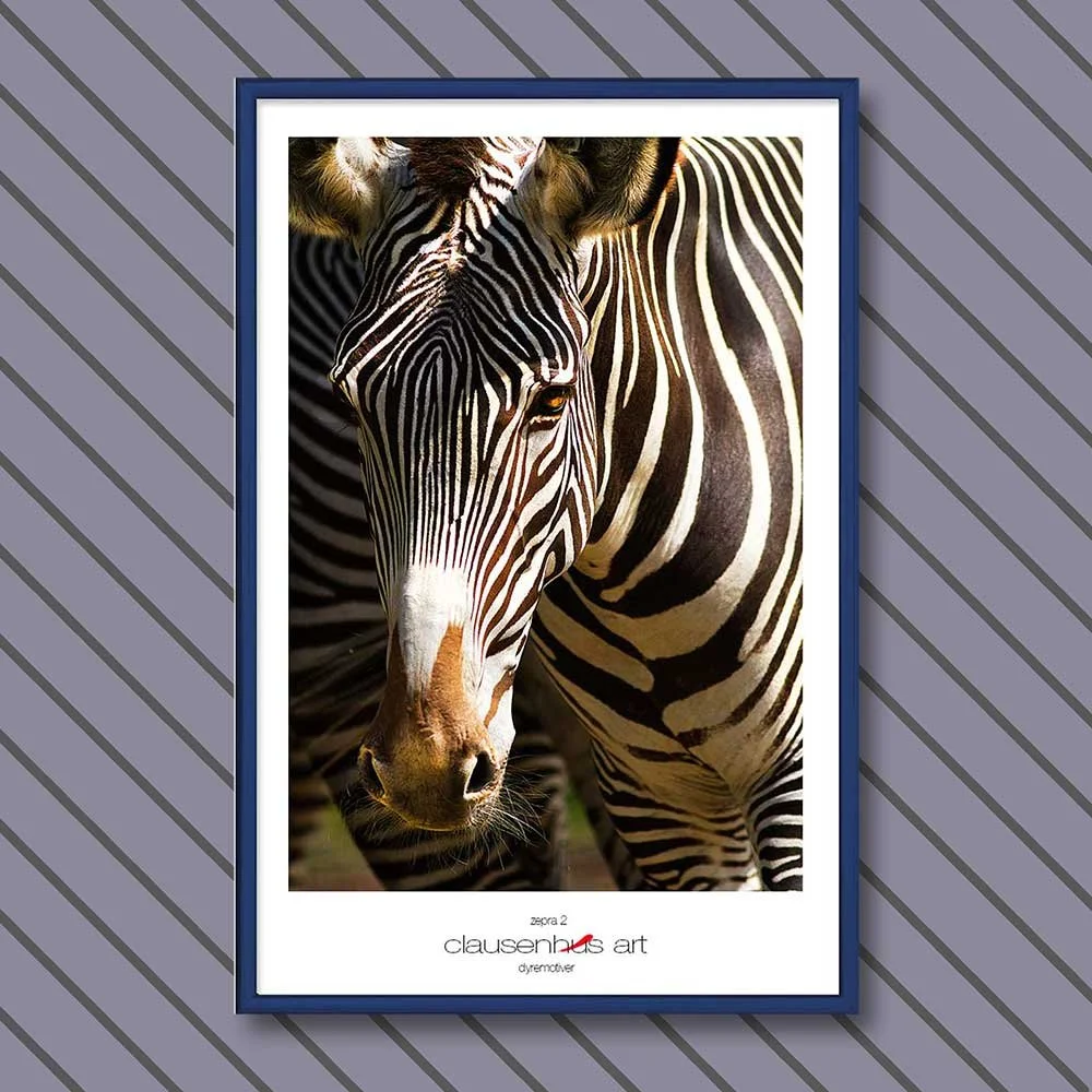 zebra-2.jpg