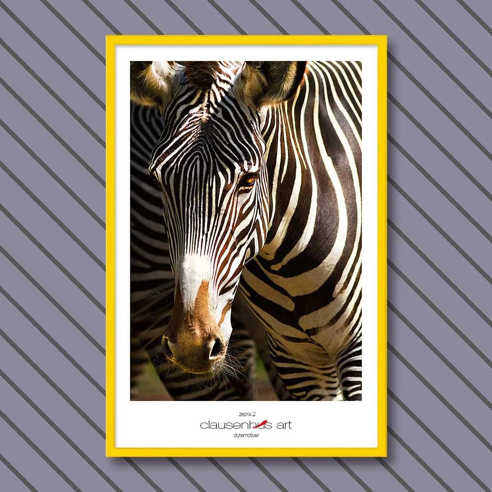 zebra-2.jpg