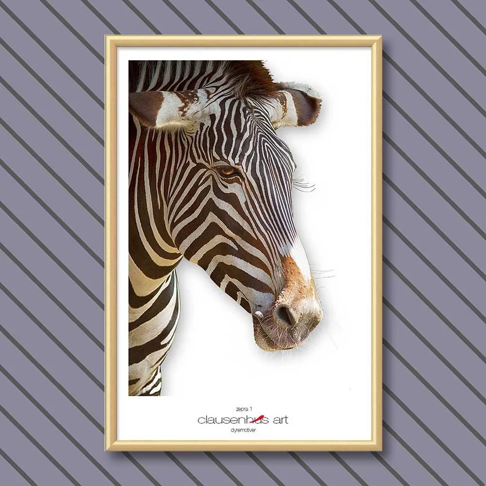 zebra-1.jpg