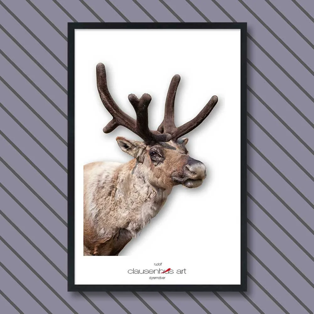 rudolf-copy.jpg