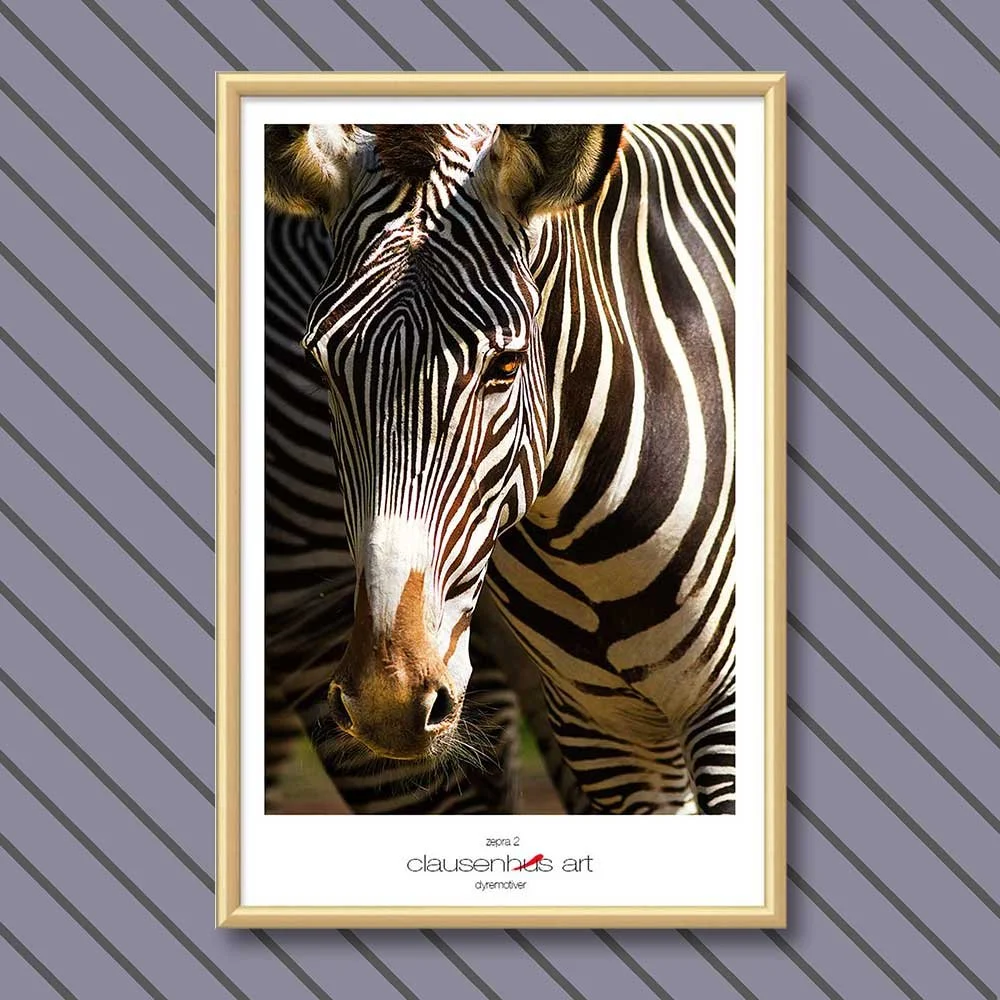 zebra-2.jpg