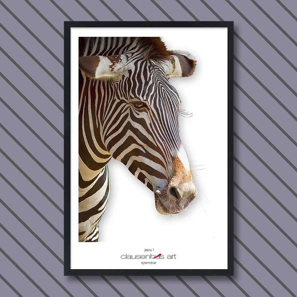 zebra-1.jpg