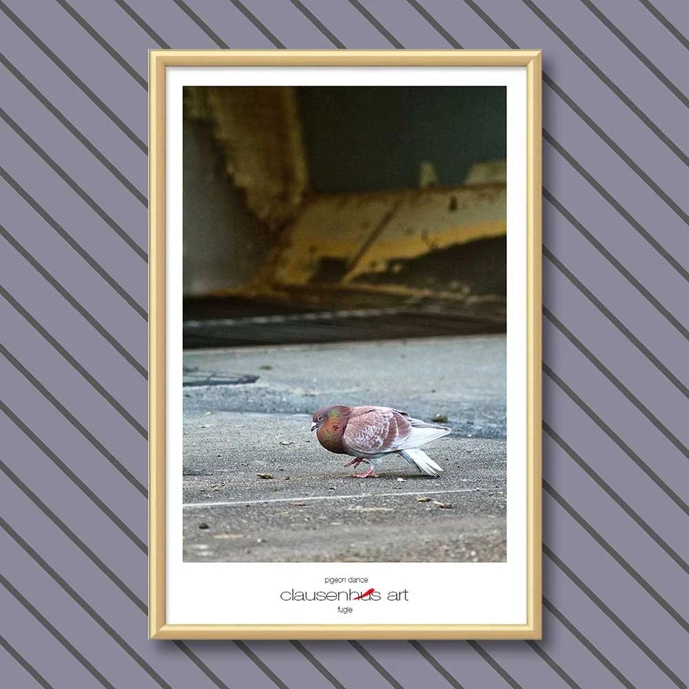 pigeon-dance-copy.jpg