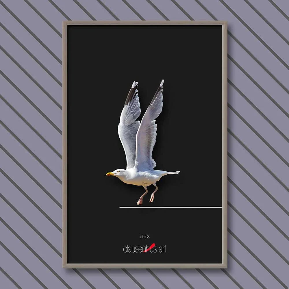 bird-3.jpg