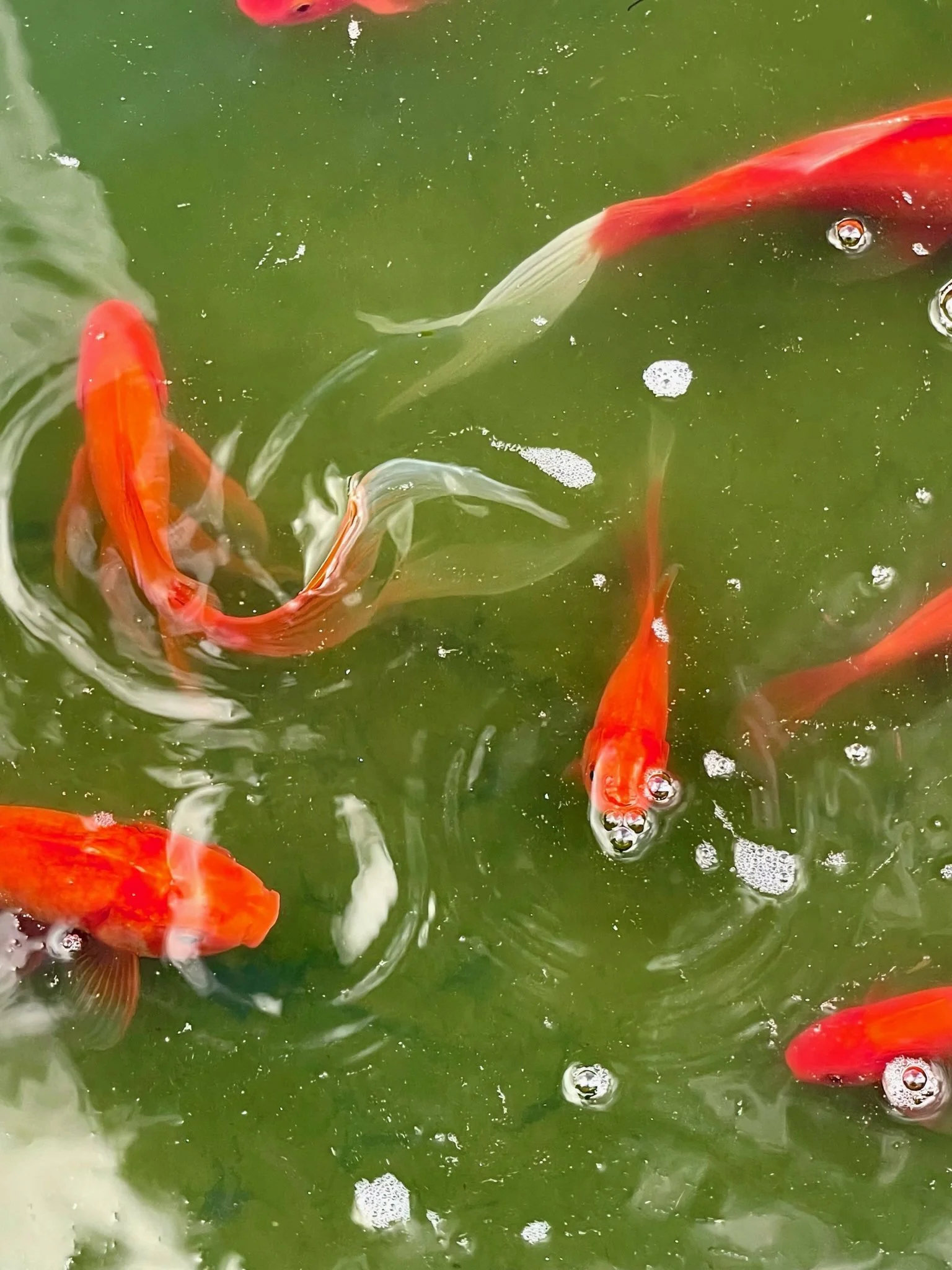 Sanctuary Ridgeview new home koi pond with koi fish, Mangawhai