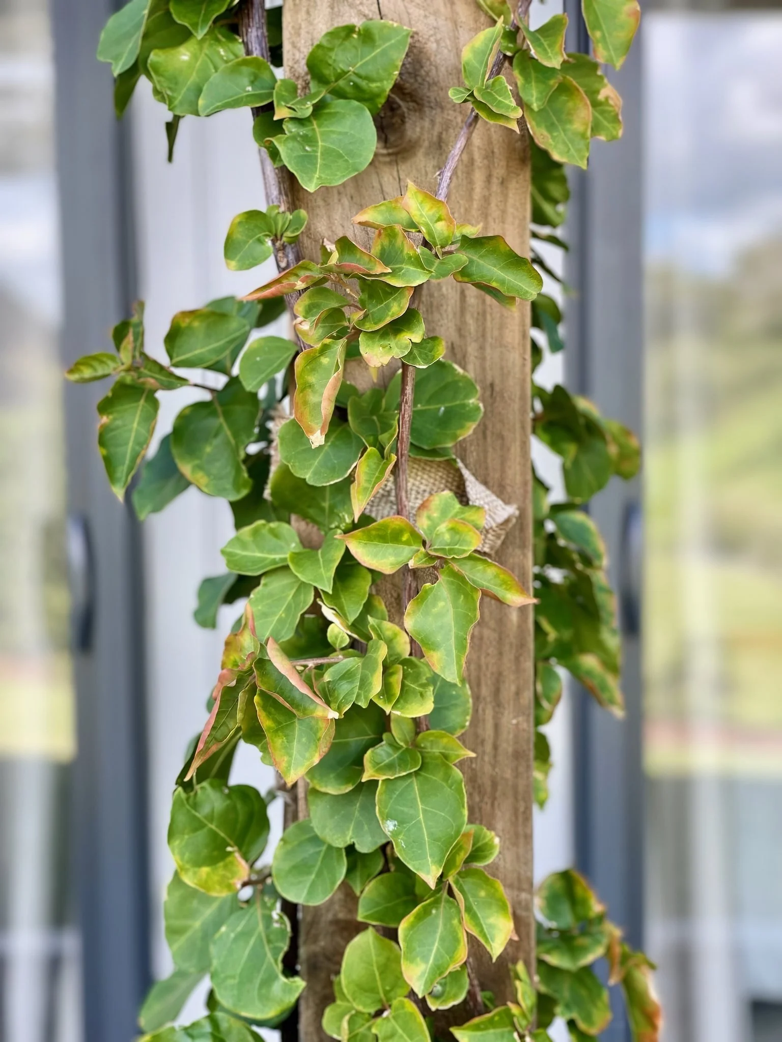 Mangawhai Point new home with established climbing variegated vine, Northland