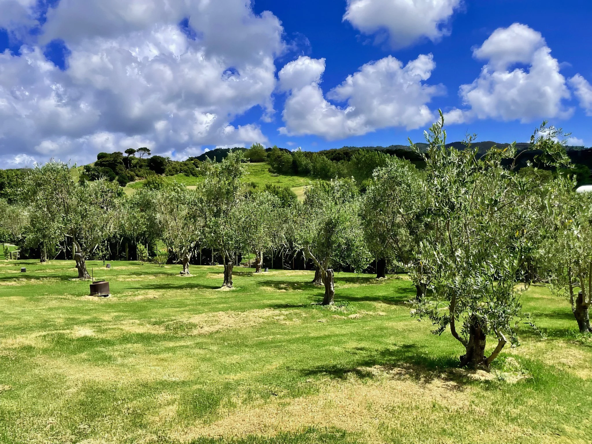 King Road new home established olive grove, Elite Building Northland