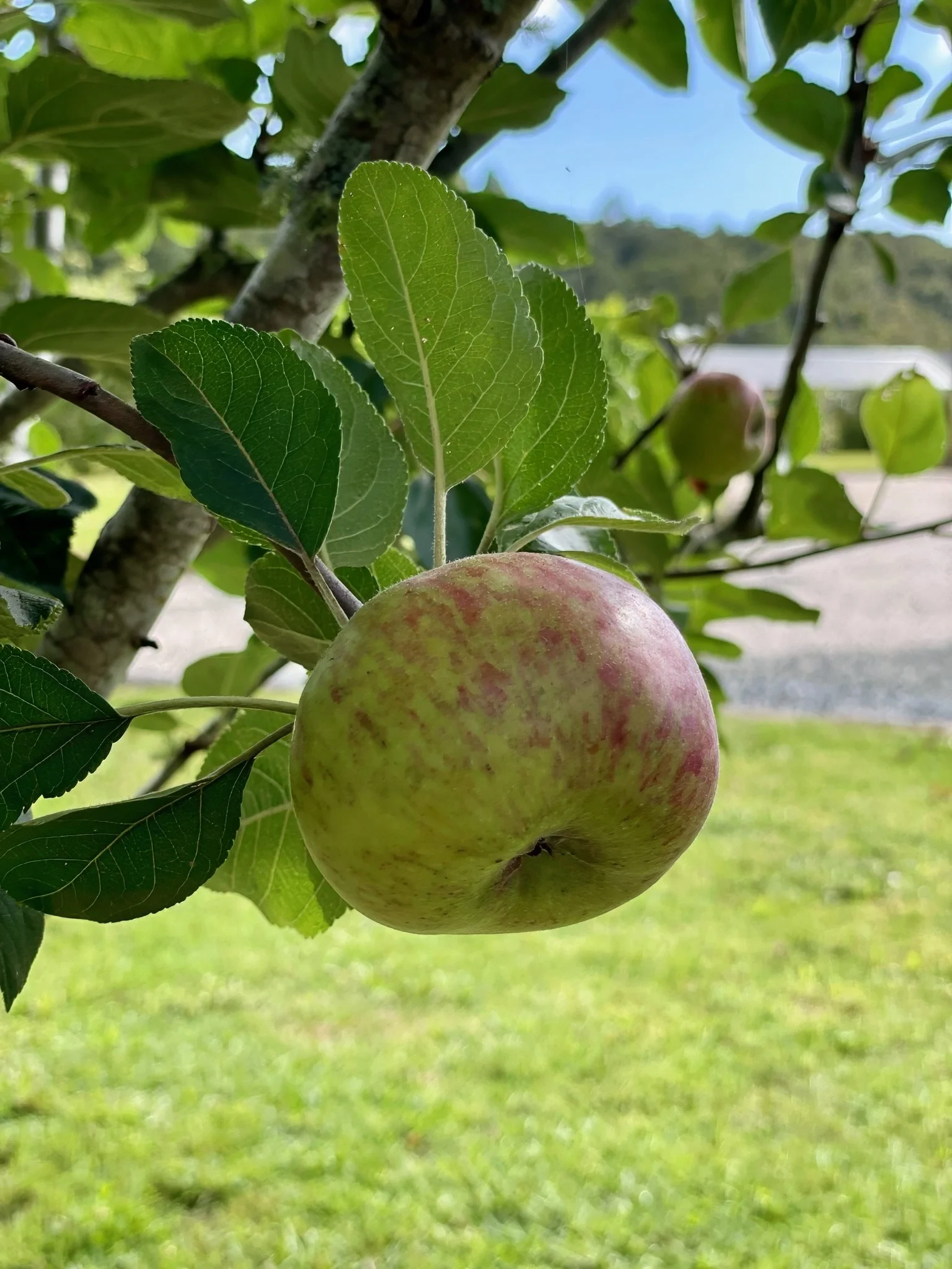 Fresh apple tree in gardens, Alexandra Lane luxury lifestyle property Elite Building Northland