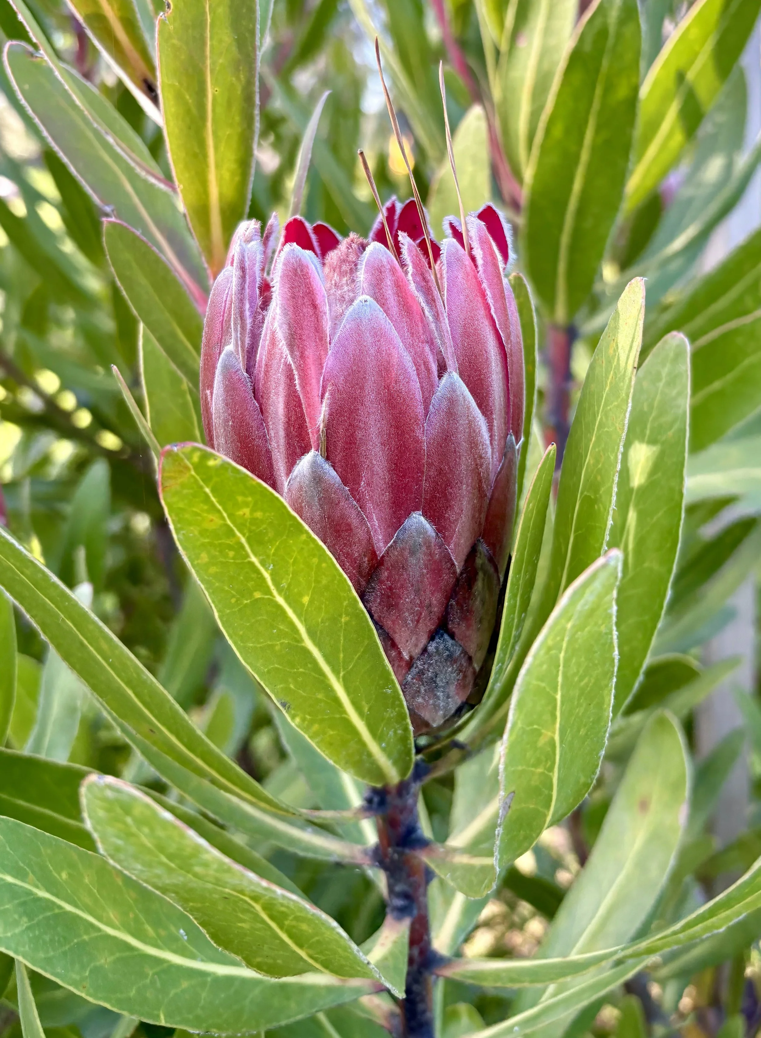 Protea flower in orchard gardens, Black Swamp glamping retreat Northland
