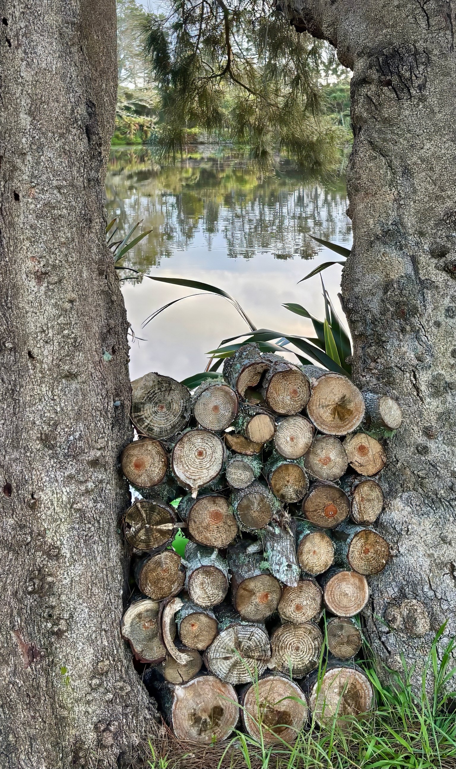 Wood pile at lake Black Swamp glamping retreat Northland