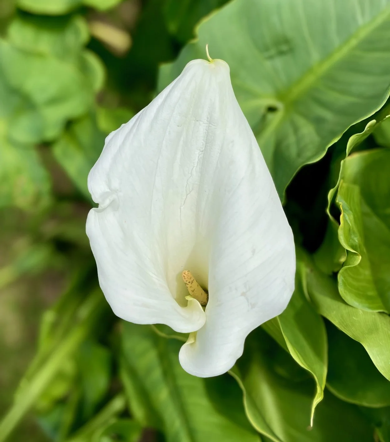 white lily