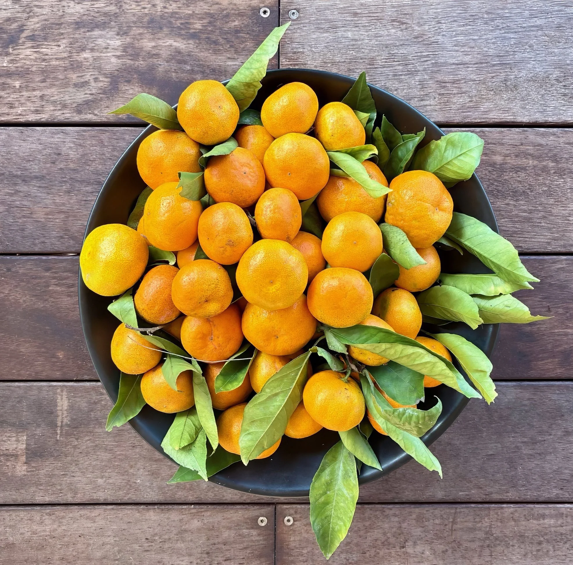 Fresh mandarins from on-site orchard, Black Swamp glamping retreat Mangawhai