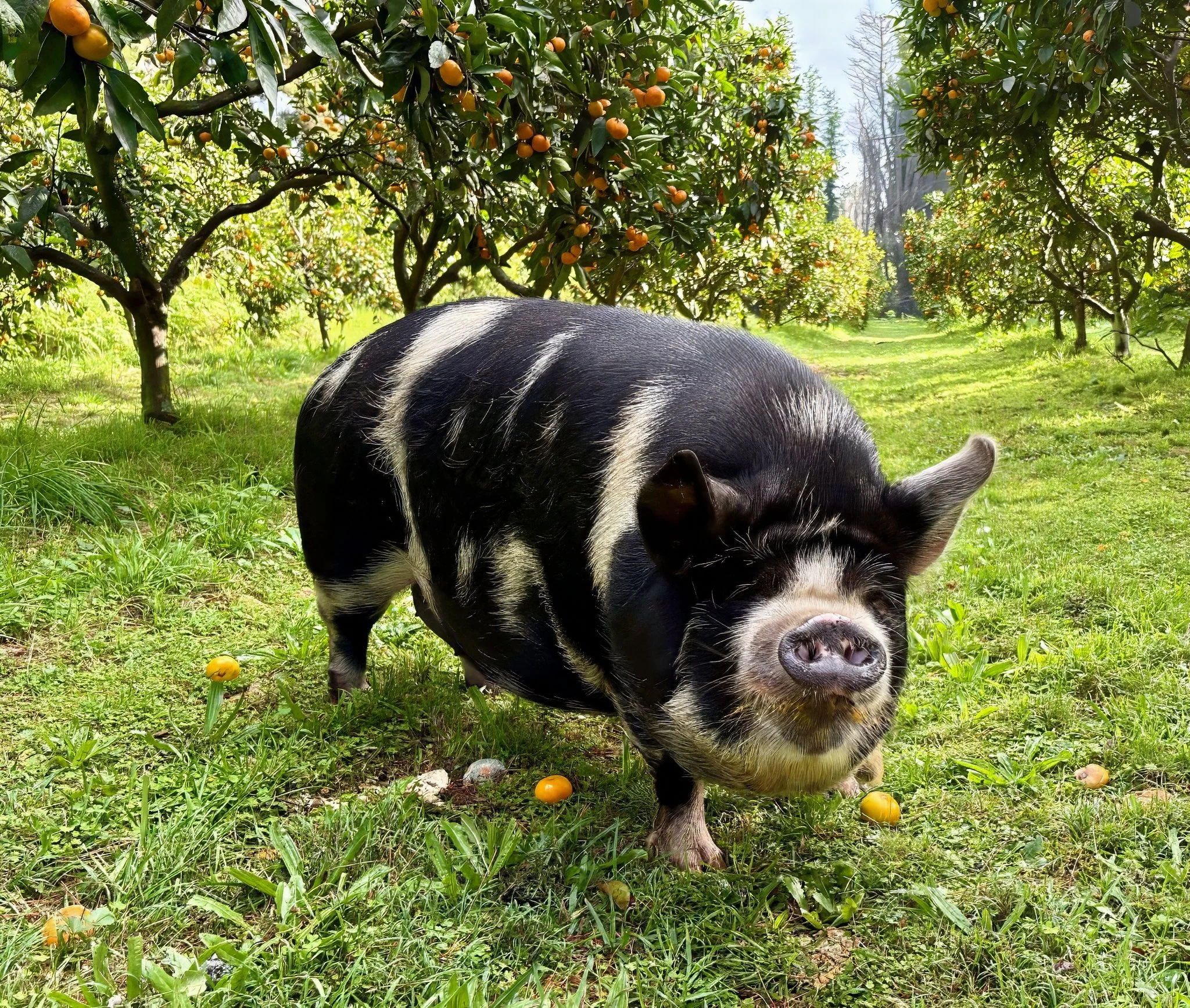 Friendly kunekune pig at Black Swamp glamping lodge, Mangawhai Northland