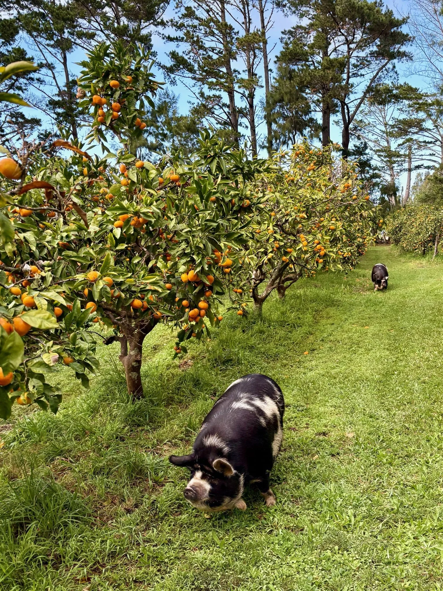 Kunekune pig roaming mandarin orchard, Black Swamp glamping retreat Mangawhai