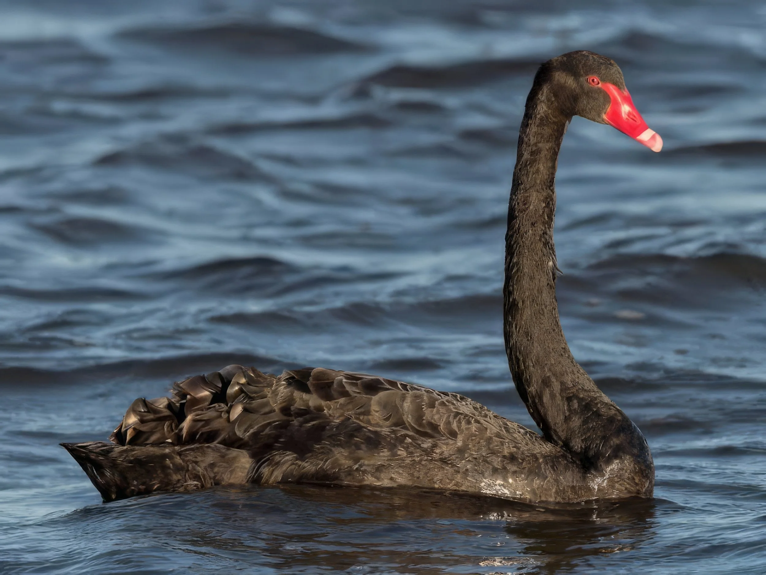 Native black swan on lake at Sanctuary Lakeview luxury lifestyle property, Mangawhai