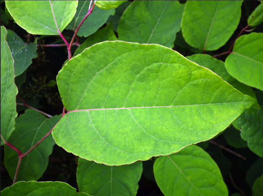 Feuillle Follopia Japonica