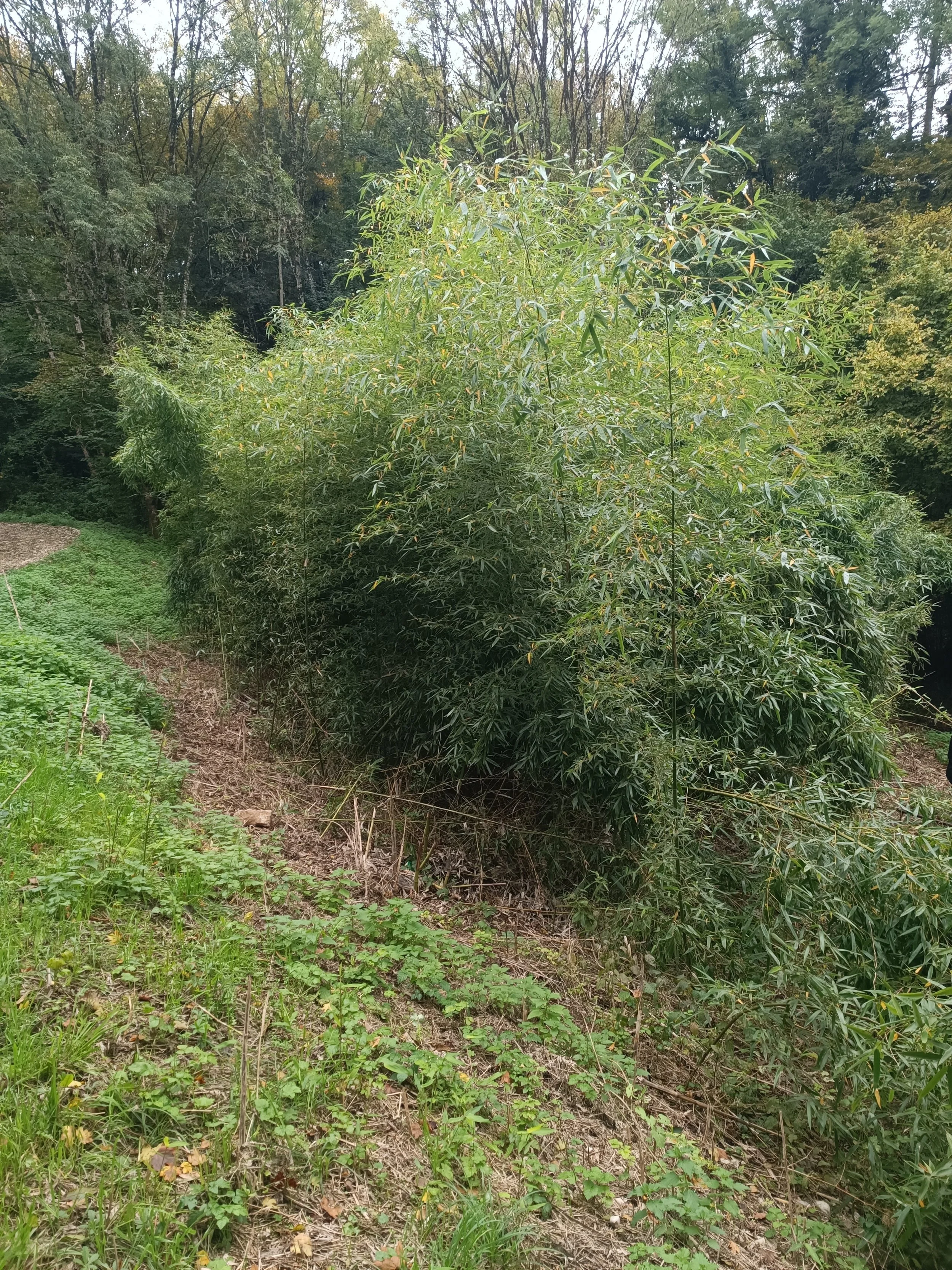 commune de benonce avant ( bambous )