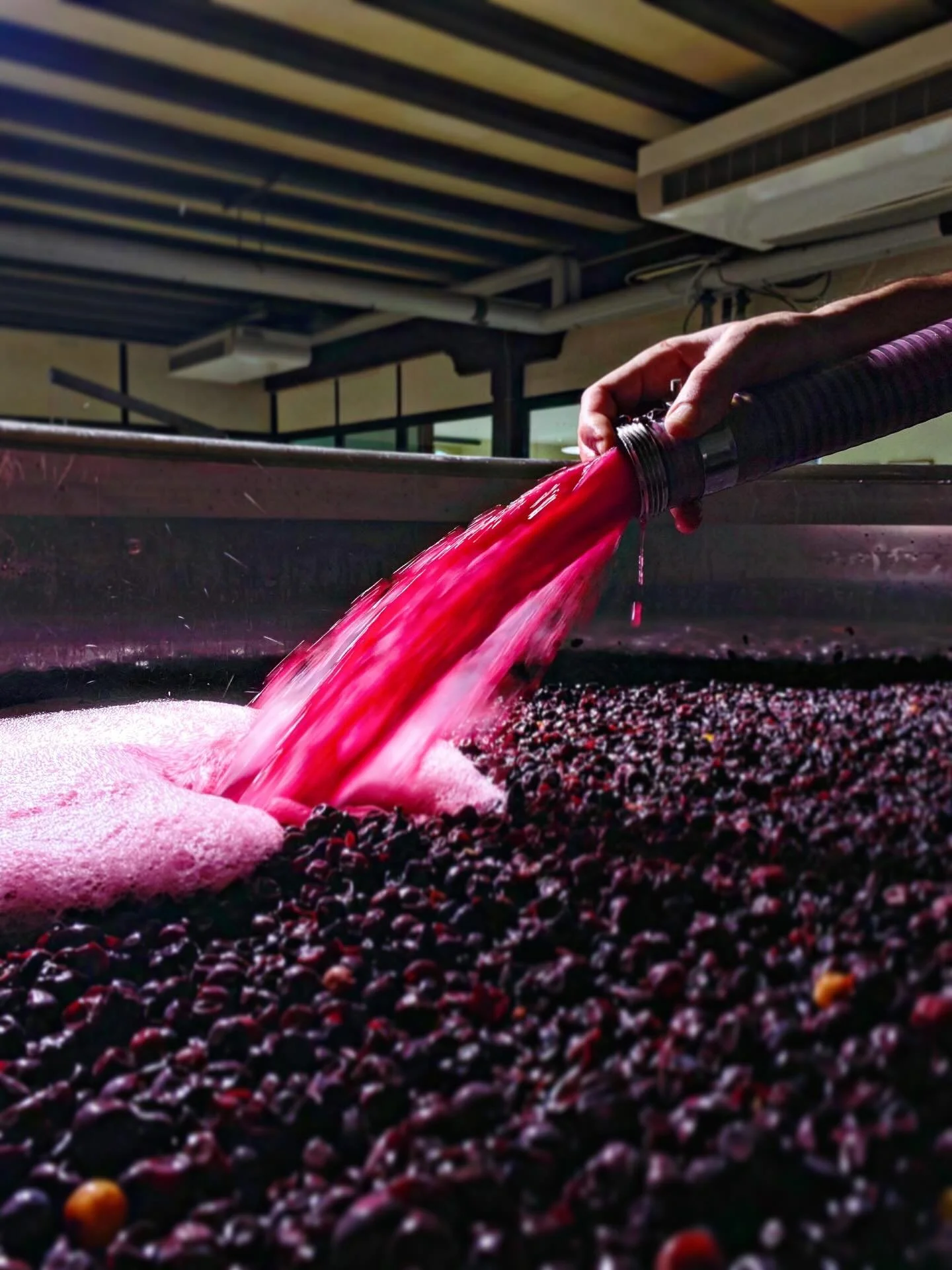 Souvenirs des vinifications 2025: des remontages sur Volnay 1er Cru Clos de la Cave des Ducs Monopole et Vosne-Roman&eacute;e. L&rsquo;extraction de chaque cuve est d&eacute;cid&eacute; en fonction de la d&eacute;gustation quotidienne par Benjamin et