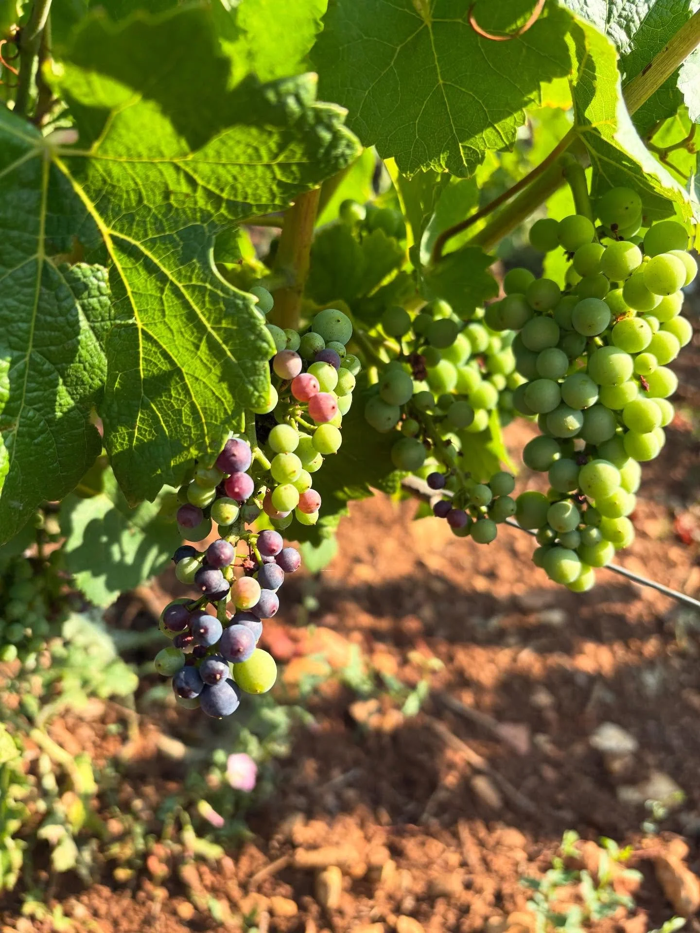 Not long to go&hellip;
#volnaysantenots #harvest2025 #vendanges2025 #veraison #burgundy #bourgogne #pinotnoir