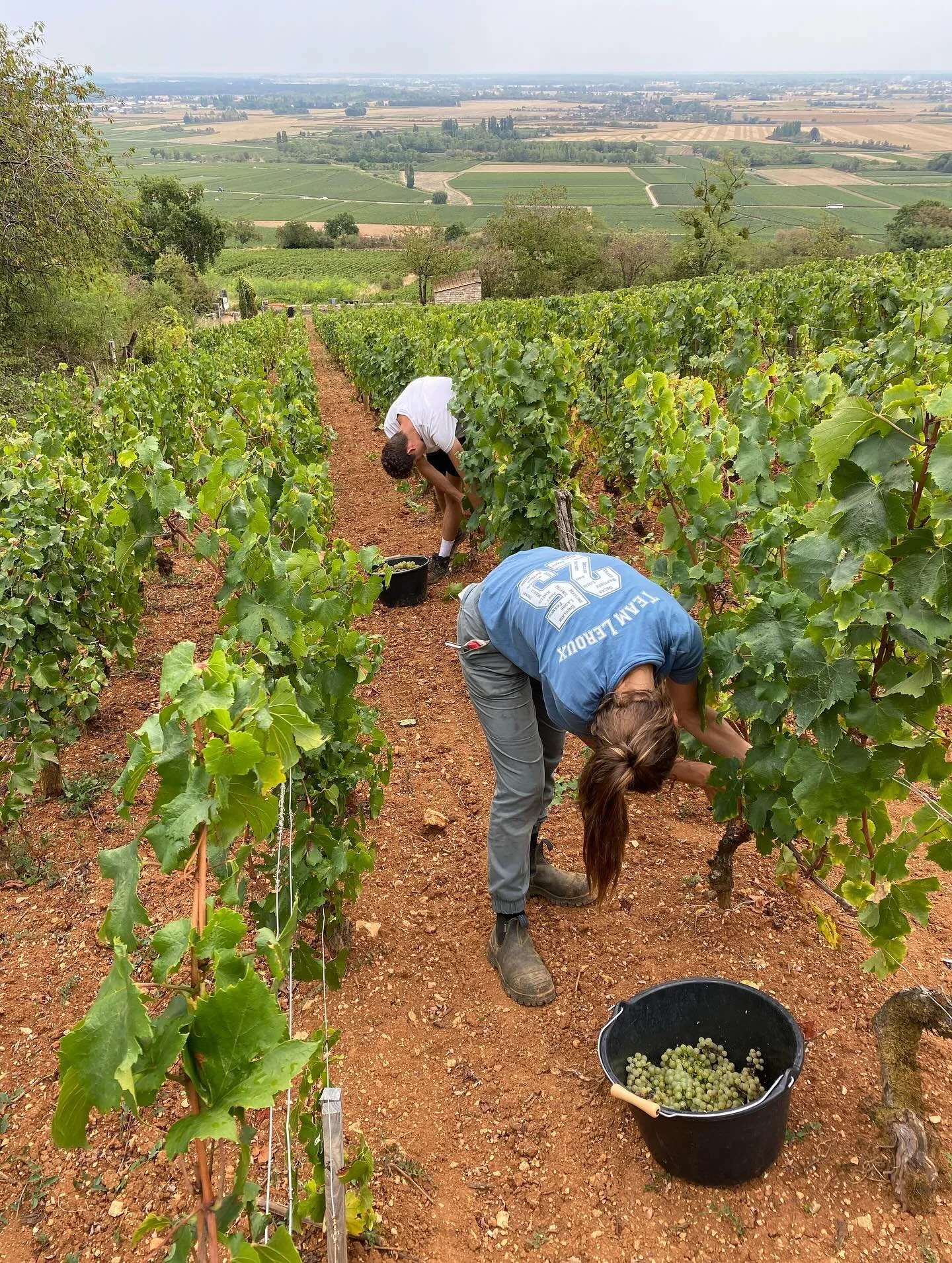 26 Ao&ucirc;t: r&eacute;colte de Meursault Narvaux- une petite parcelle pentue, haut sur la colline, avec ses sols rouges caract&eacute;ristiques 
✂️🍇🪨
August 26: harvesting Meursault Narvaux- a small, steep vineyard, upper slope, with characterist