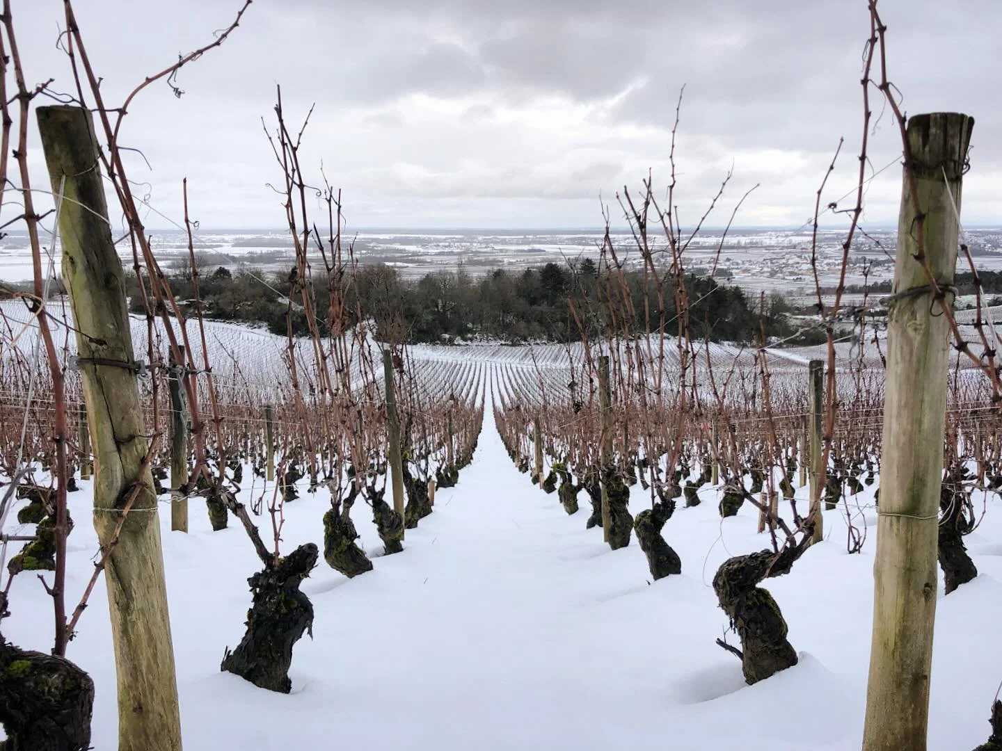 Toute l&rsquo;&eacute;quipe Leroux vous souhaite meilleurs v&oelig;ux et une bonne ann&eacute;e 2026!
✨🍷
Happy New Year and best wishes for 2026 from the team at Maison Benjamin Leroux!

📍🗺️ Blagny 1er Cru la Pi&egrave;ce Sous le Bois #blagnylapie