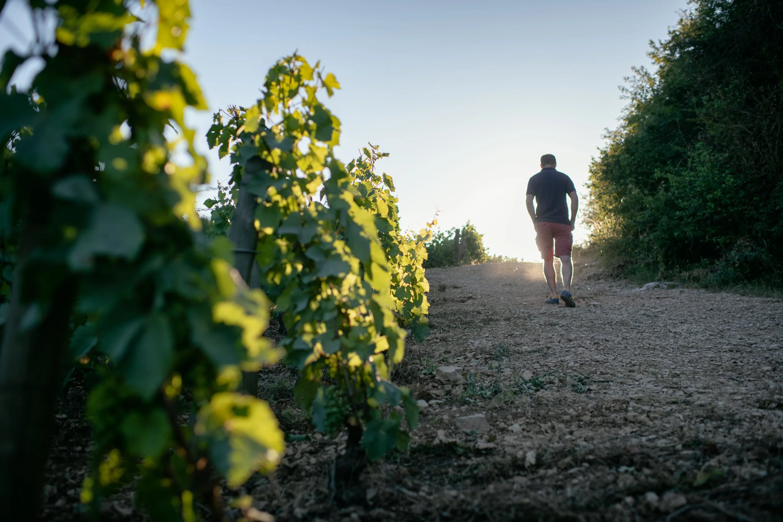 Domaine benjamin leroux-MJ-5.jpg