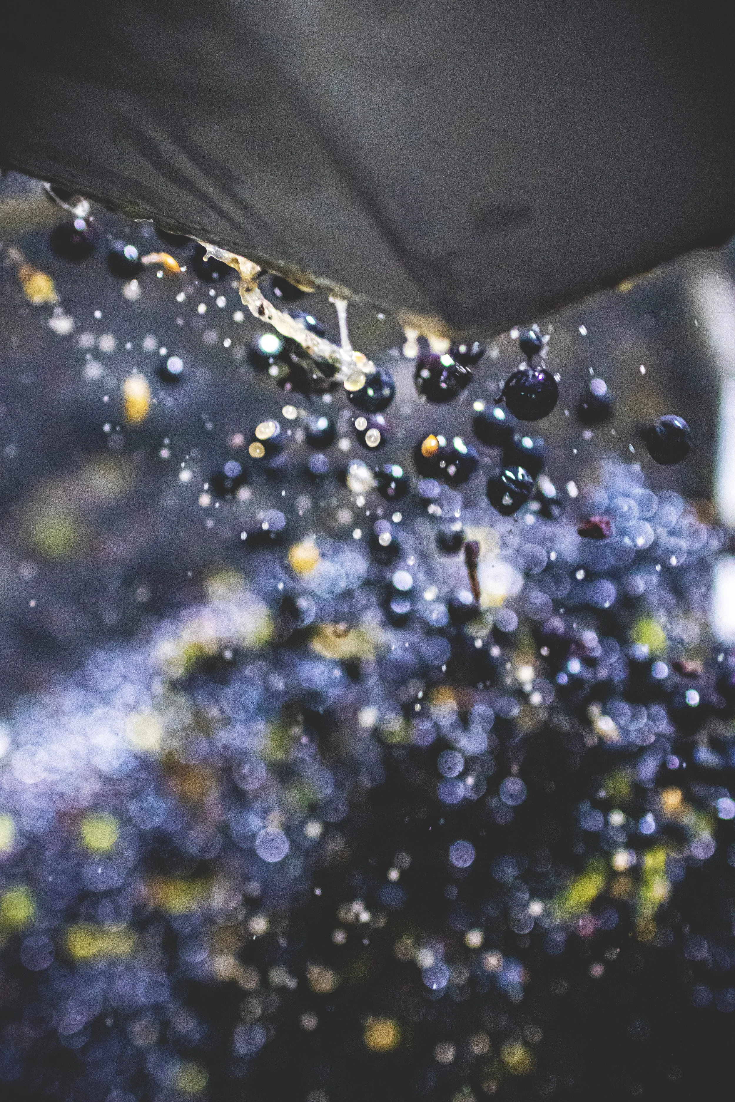 019 HD - Domaine Benjamin Leroux - Vendanges 2024 - Photo-Terroir.jpg