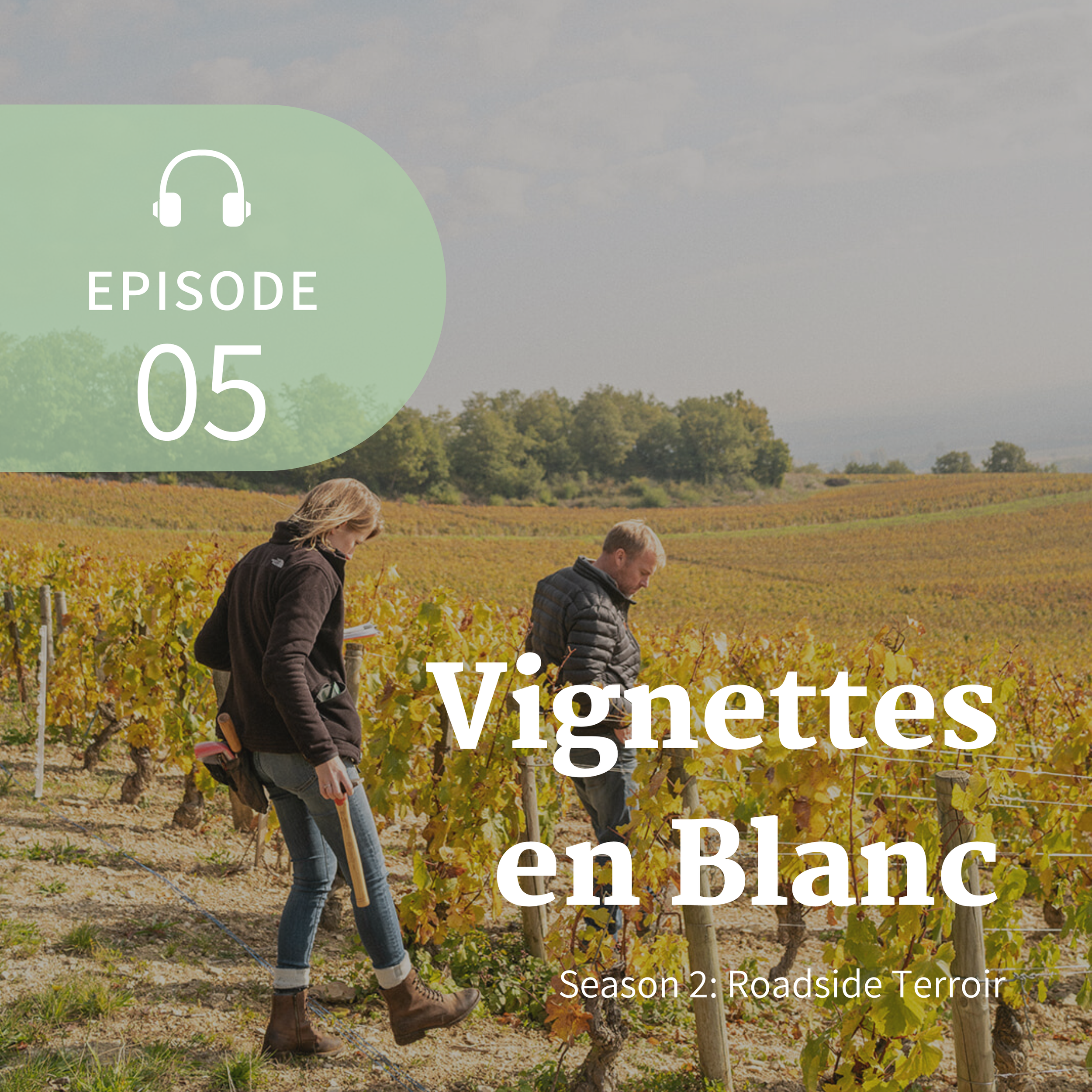 A photo of two people walking through a vineyard with yellowing grapevines, wearing jackets. One person is holding a notebook and the other has a small tool. There are rolling hills and trees in the background under a partly cloudy sky.