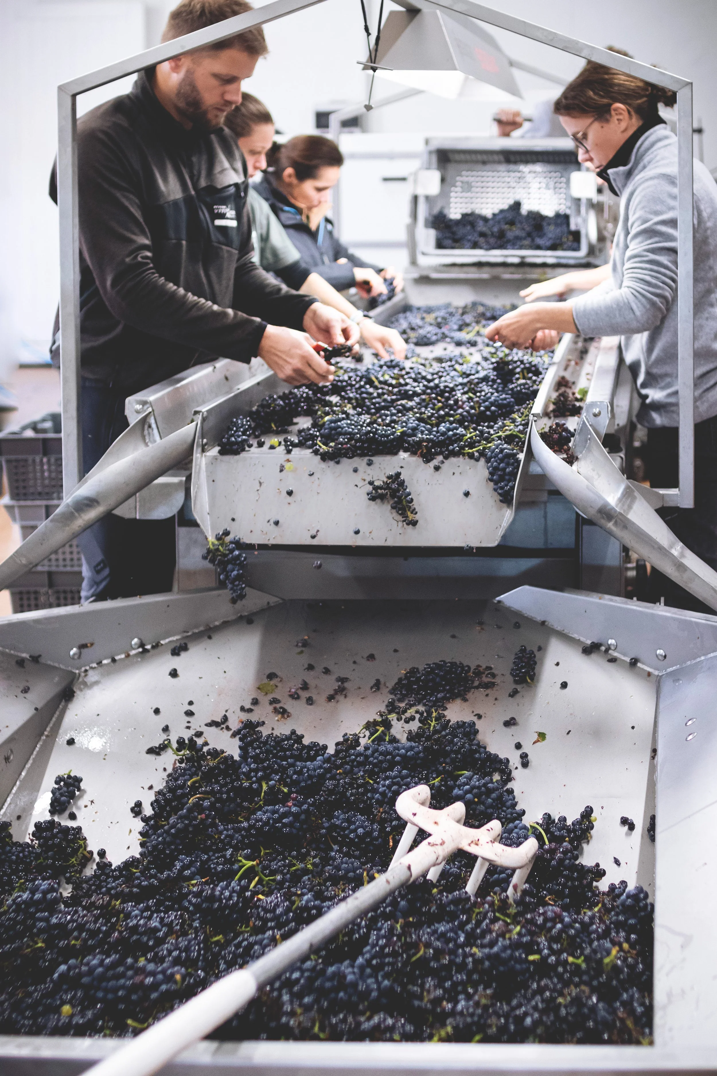 016 HD - Domaine Benjamin Leroux - Vendanges 2024 - Photo-Terroir.jpg