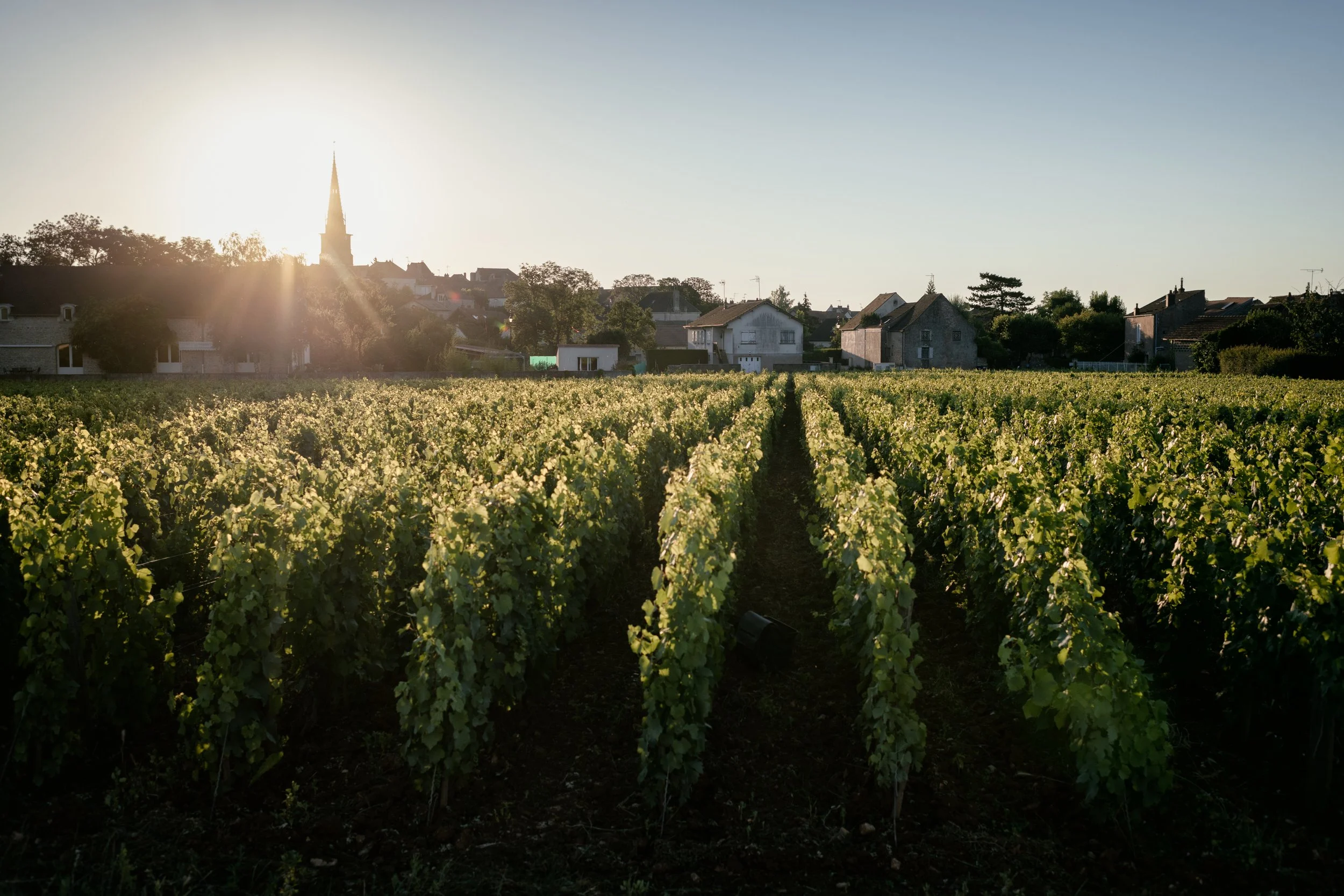 Domaine benjamin leroux-MJ-2.jpg