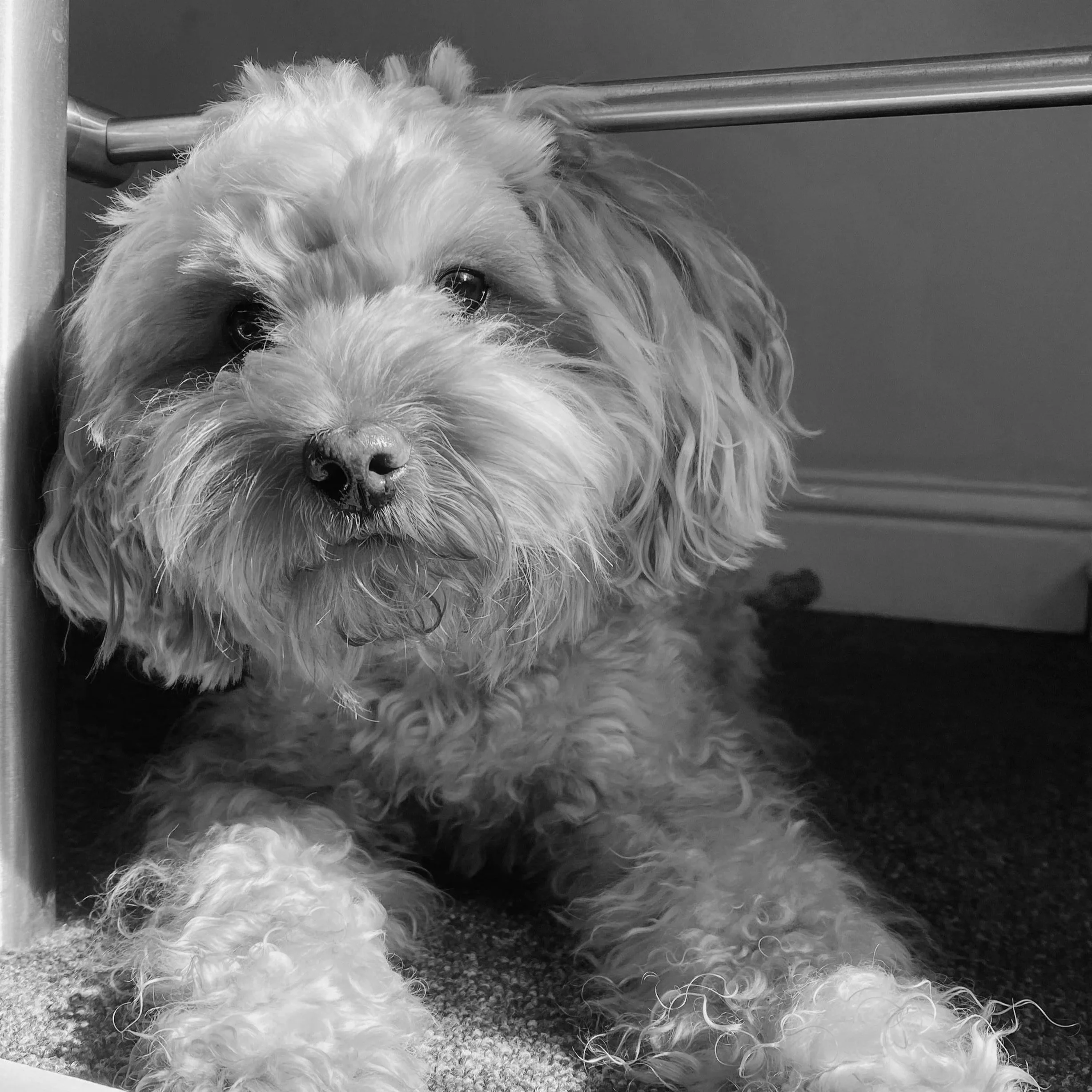 Close-up of Dolly the Dog with curly fur, lying on a blue carpeted floor.