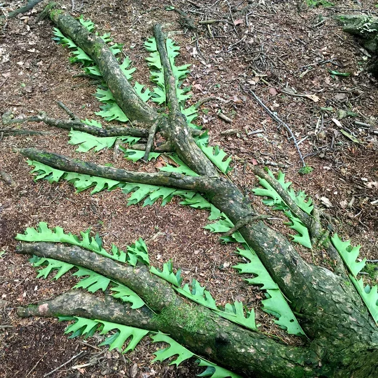Two fallen tree branches on forest ground, placed on top of bright green, stylized leaf-shaped mats.