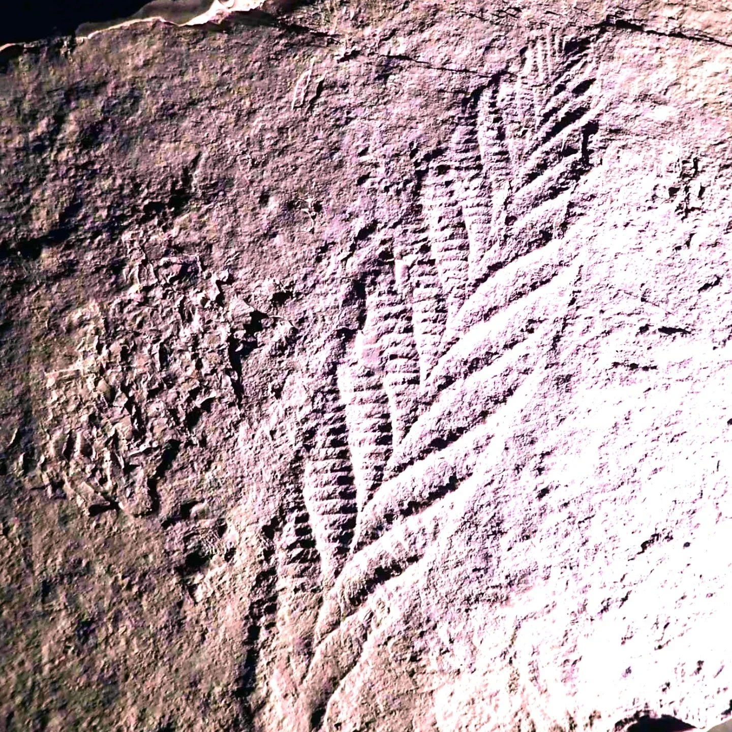 Fossilzed leaf imprint on a grey rock surface. 