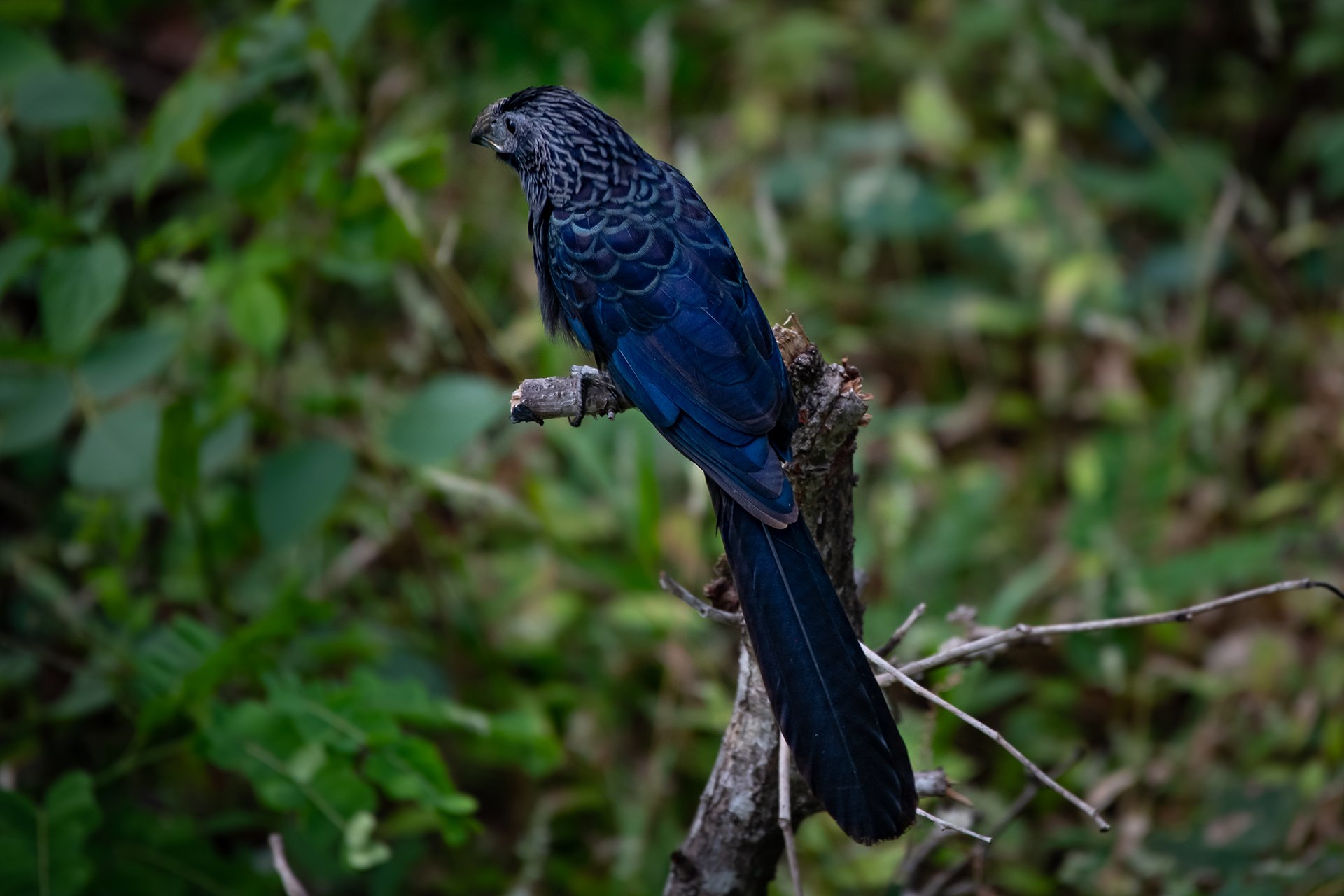 Black Parrot Nosara Land for sale.jpg