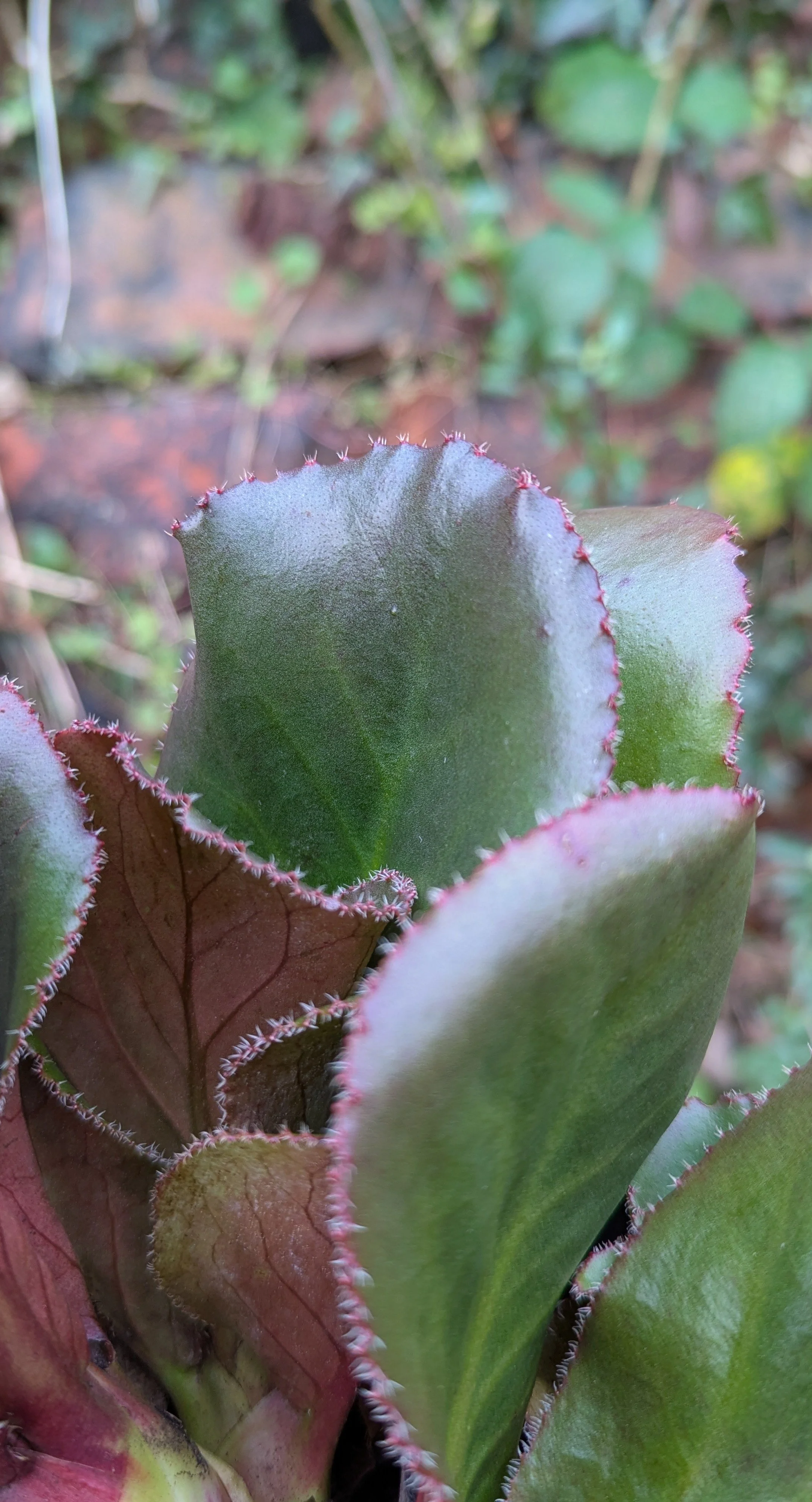 Mrs Crawford copy.jpg