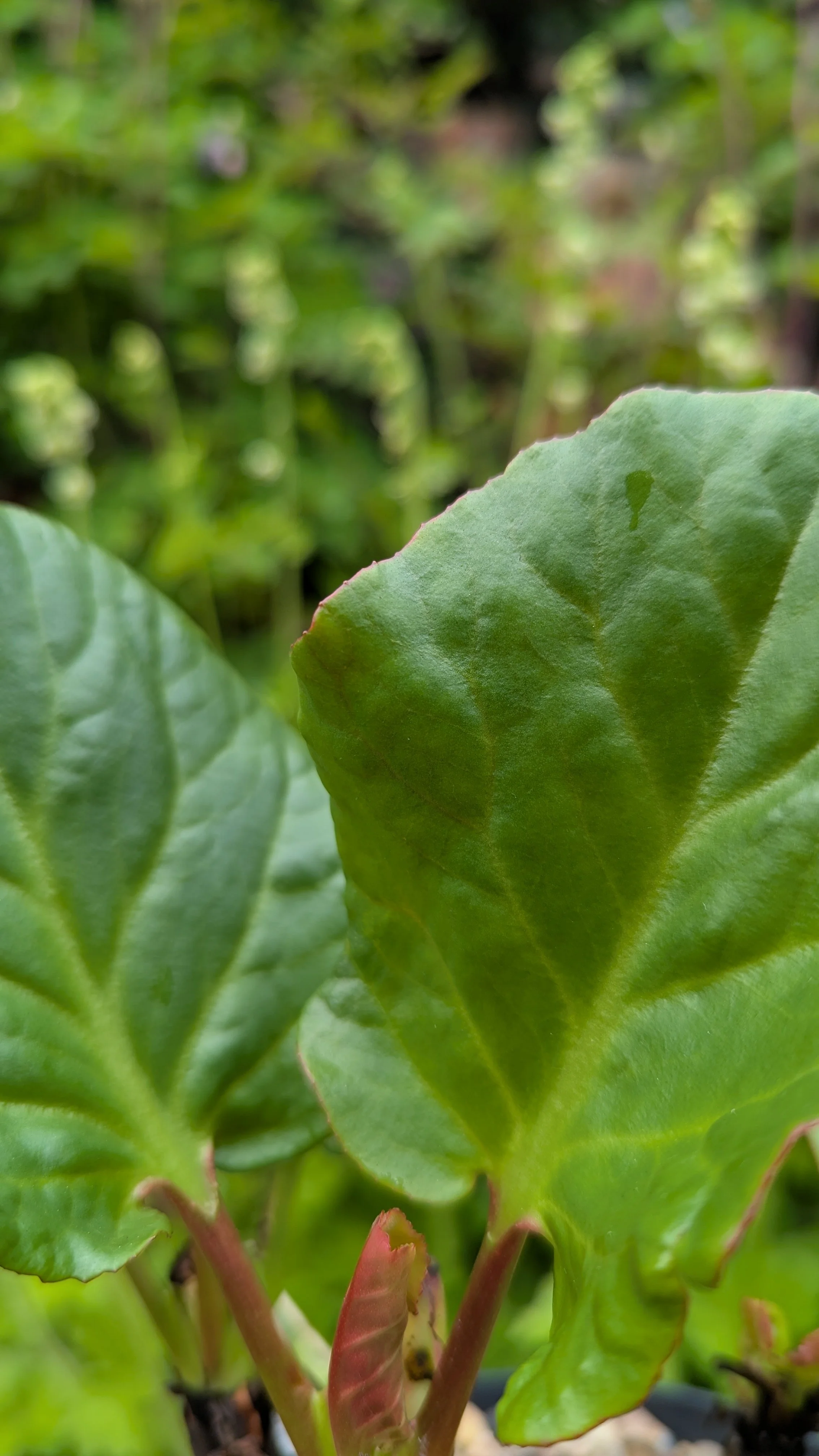 Eden's Dark Margin.jpg