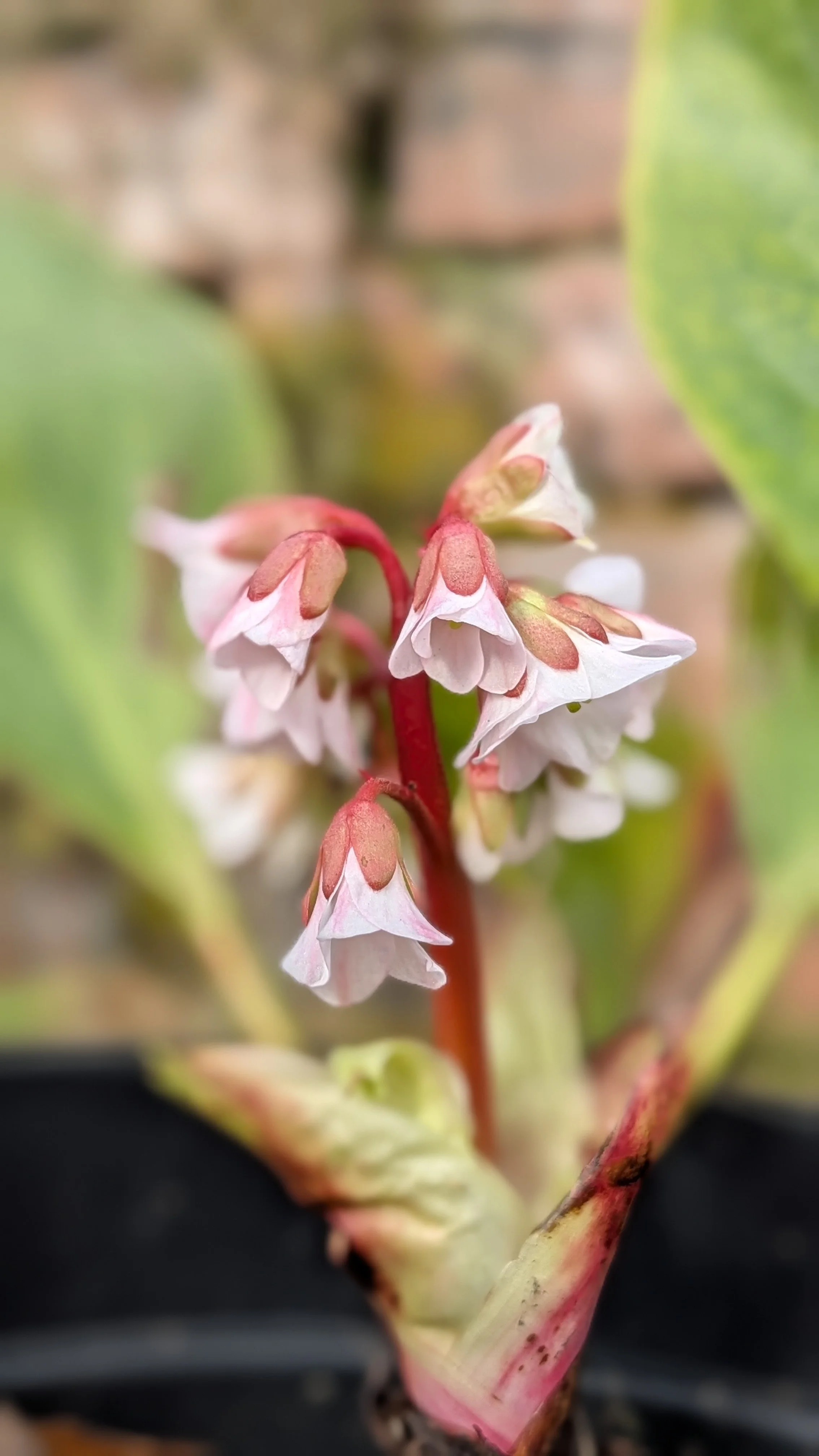 Carina flowers March 26.jpg