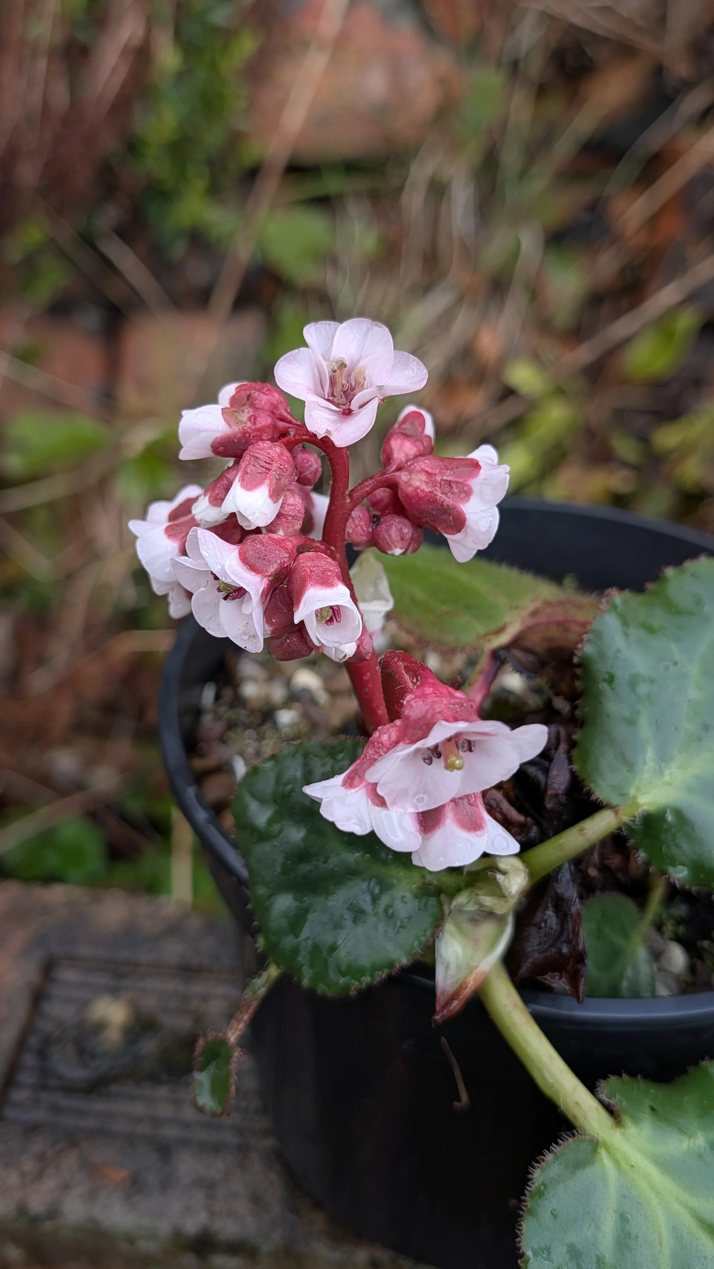 afghanica flowers March 26.jpg