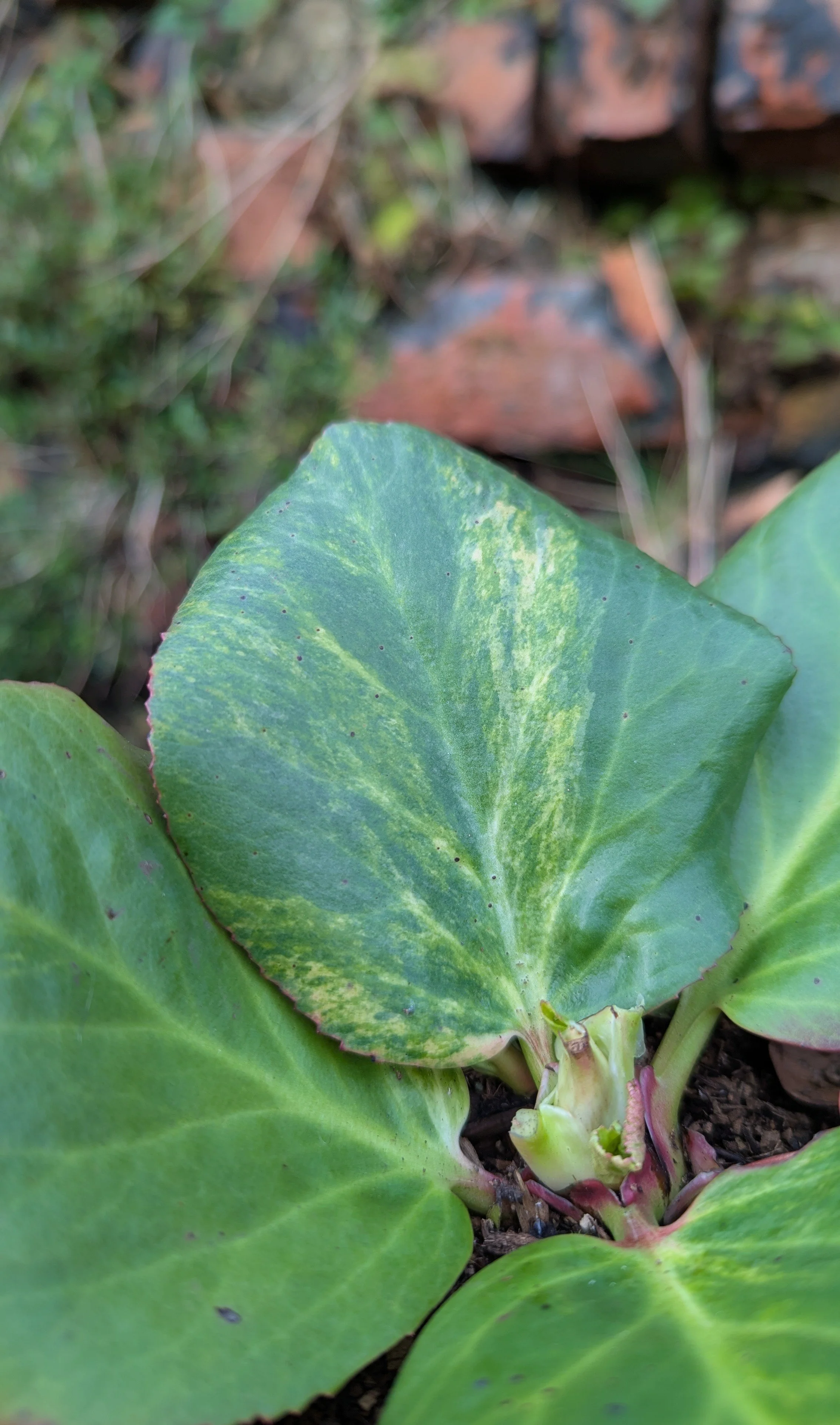 Vallonchene Aureomarginata.jpg