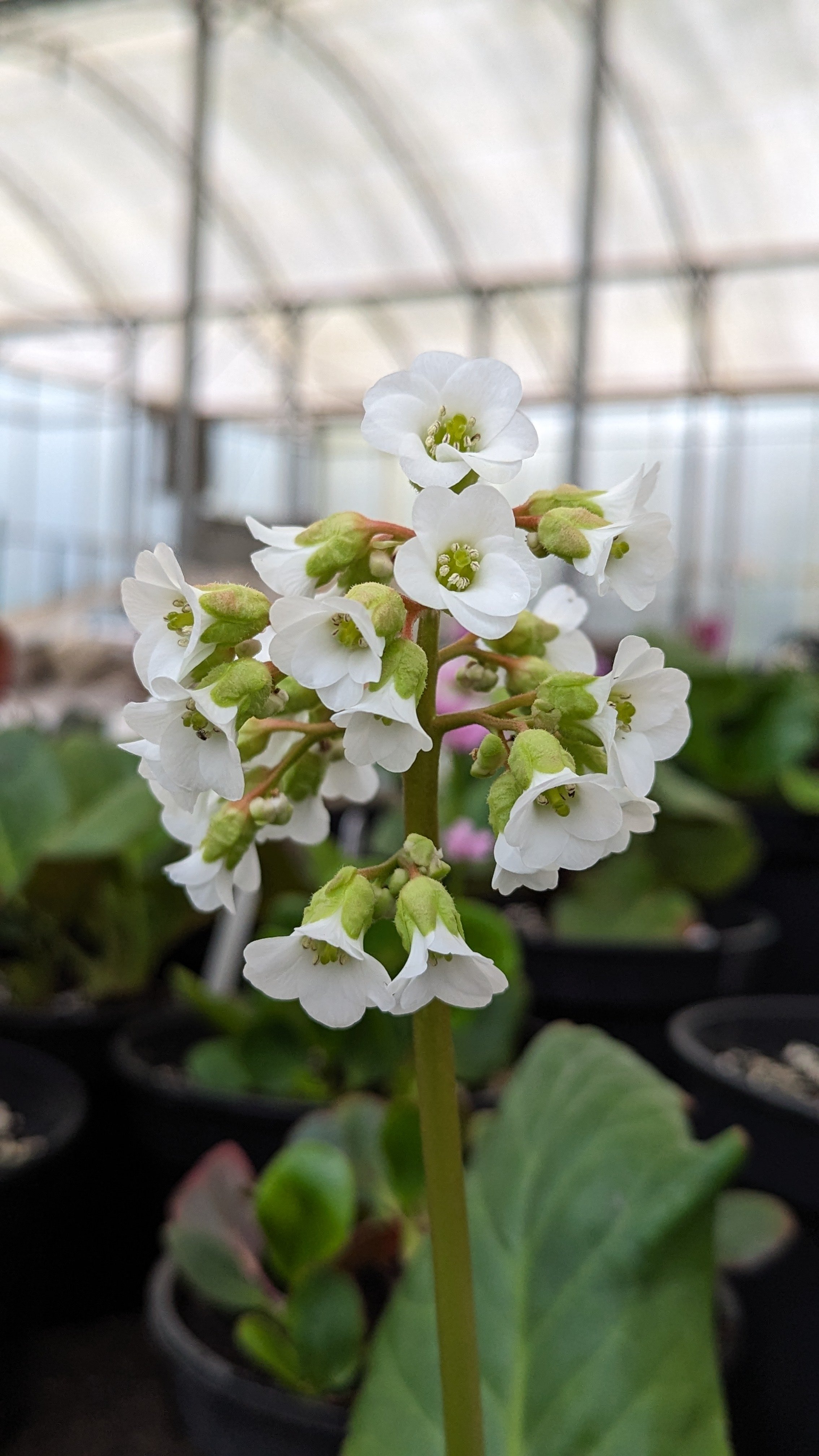 Snowblush Hybrids.jpg