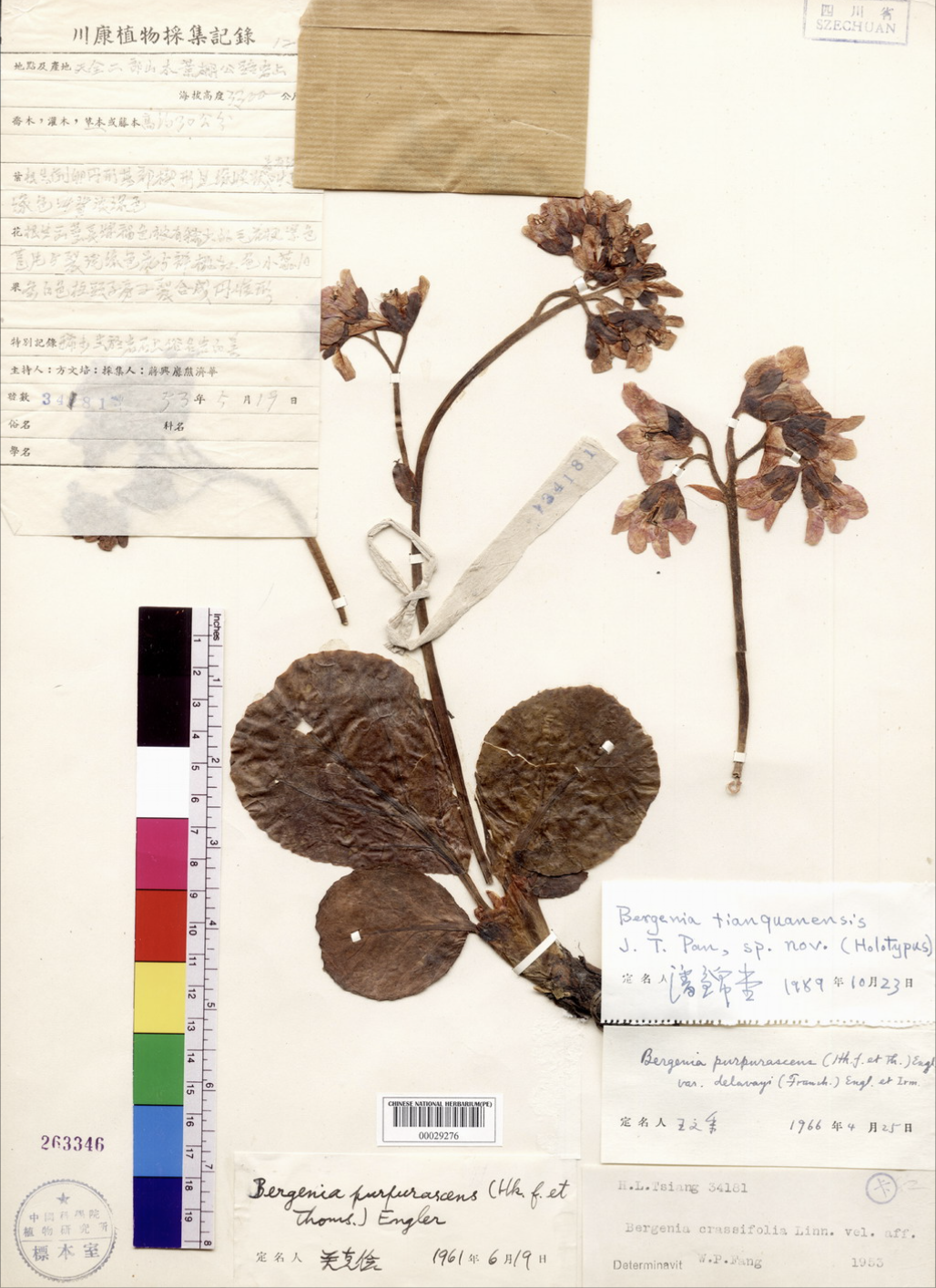 B. tianquanensis.png