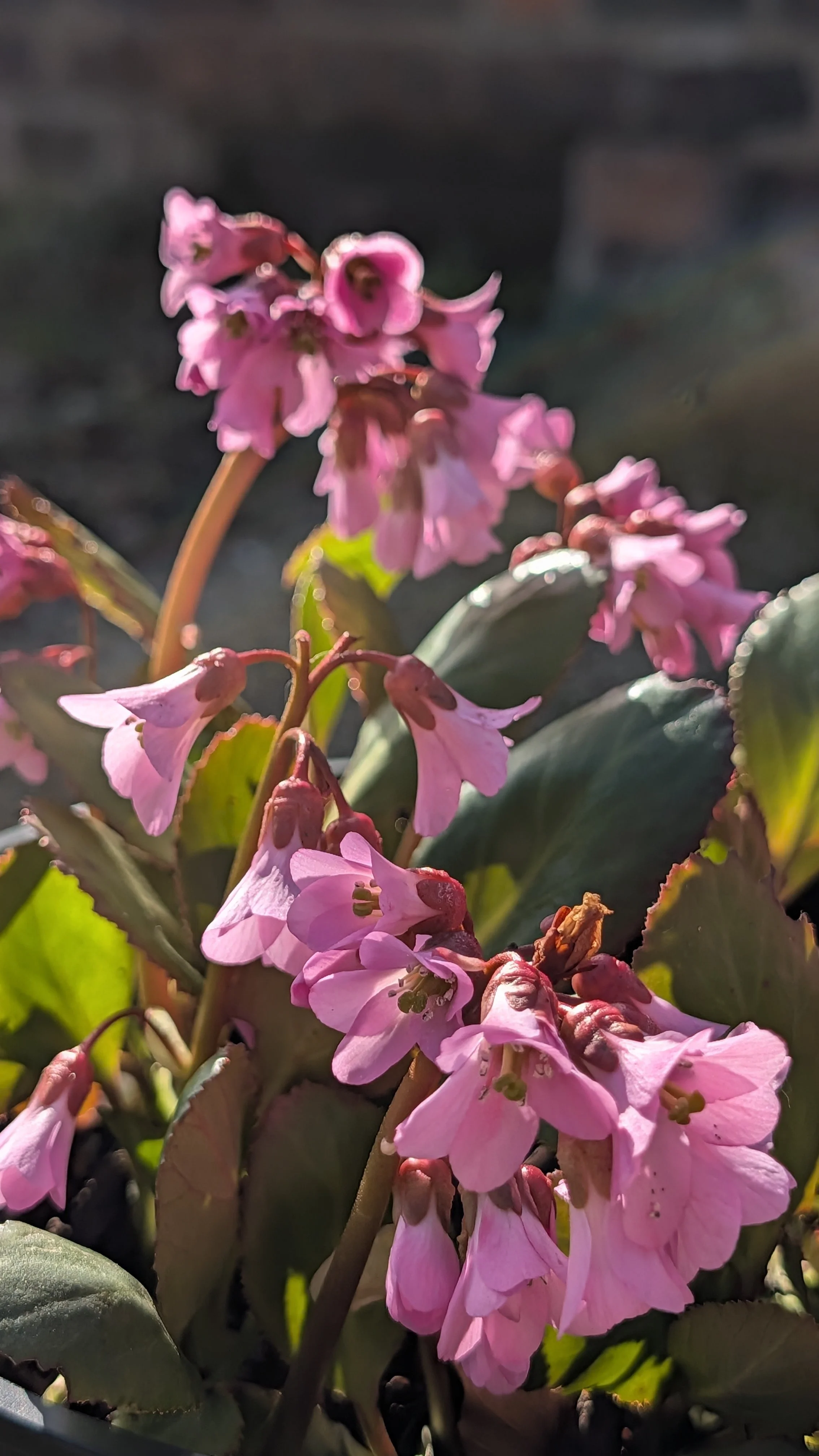 Vorfruhling flowers March 26 (2).jpg