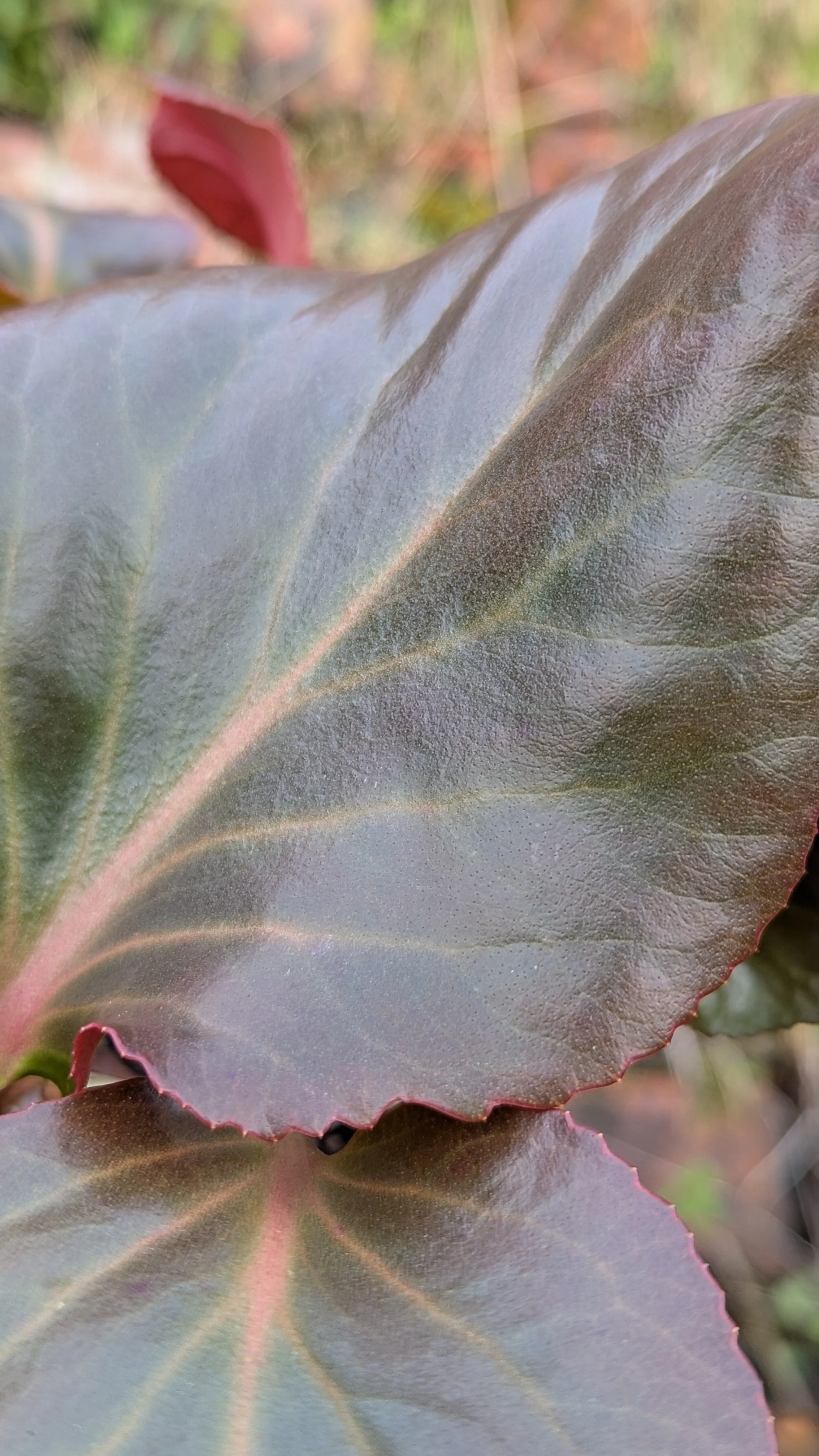 Clare Maxine copy.jpg