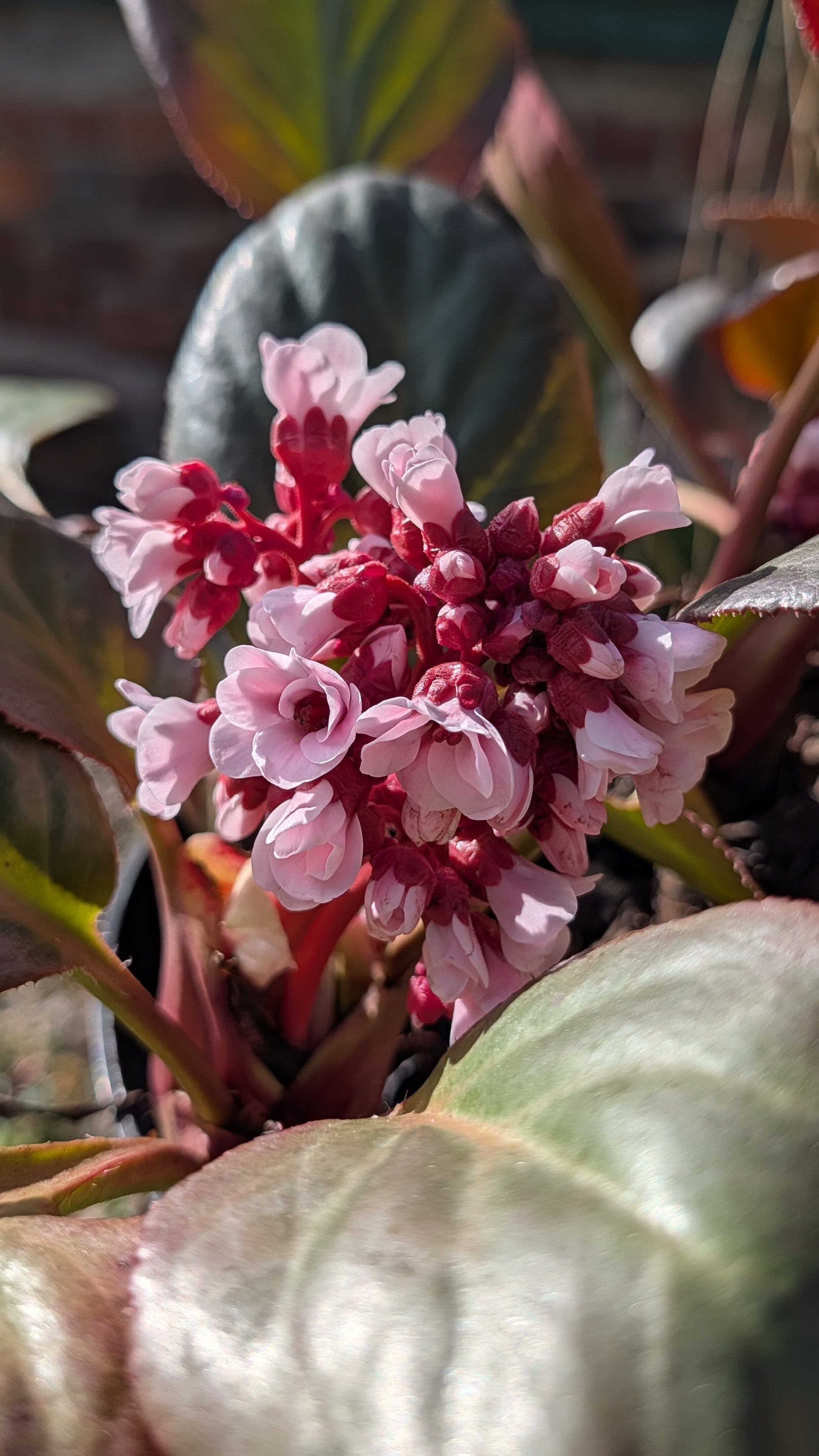 Bach flowers March 26.jpg