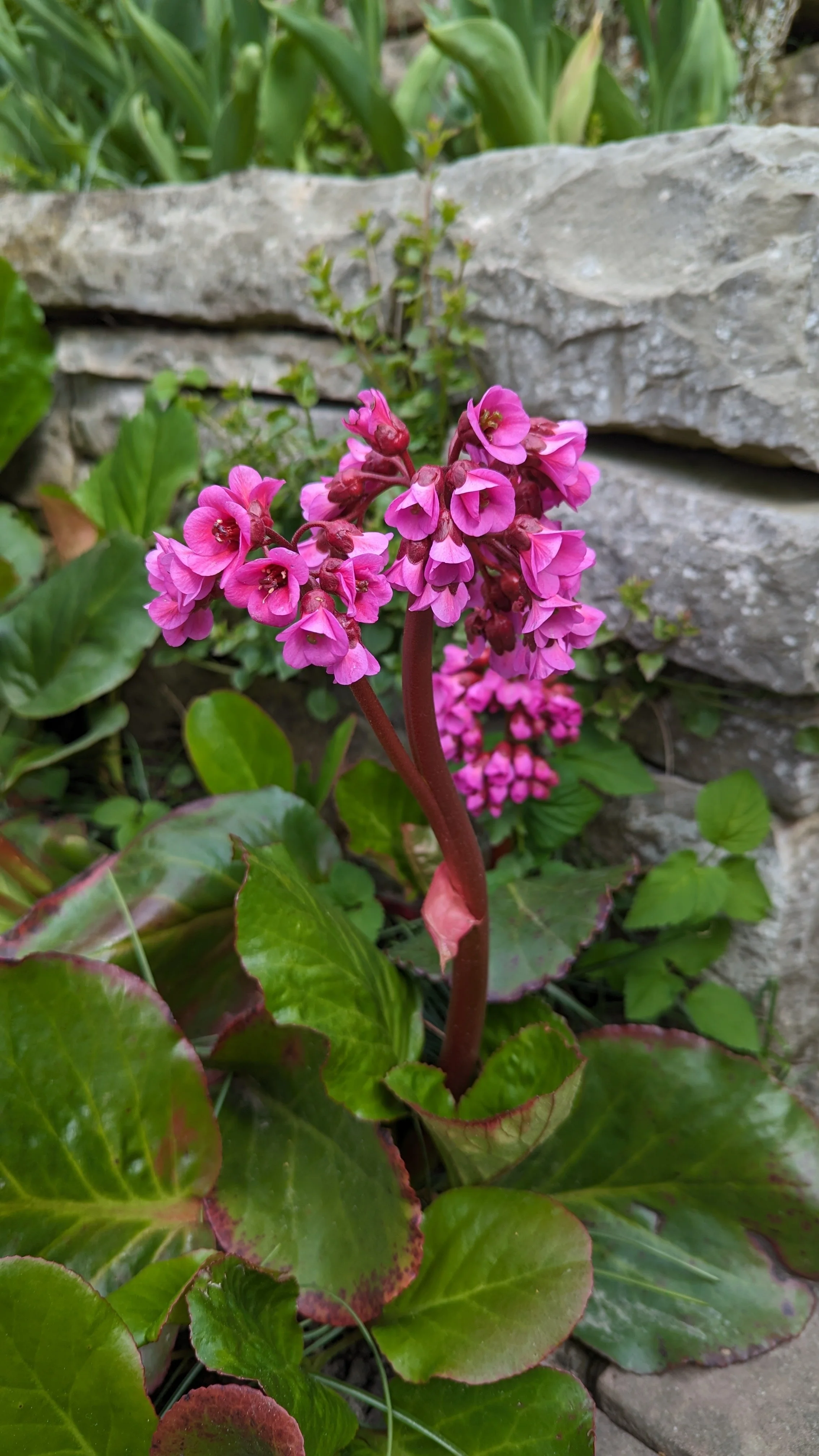 Bergenia 'Eroica'.jpg