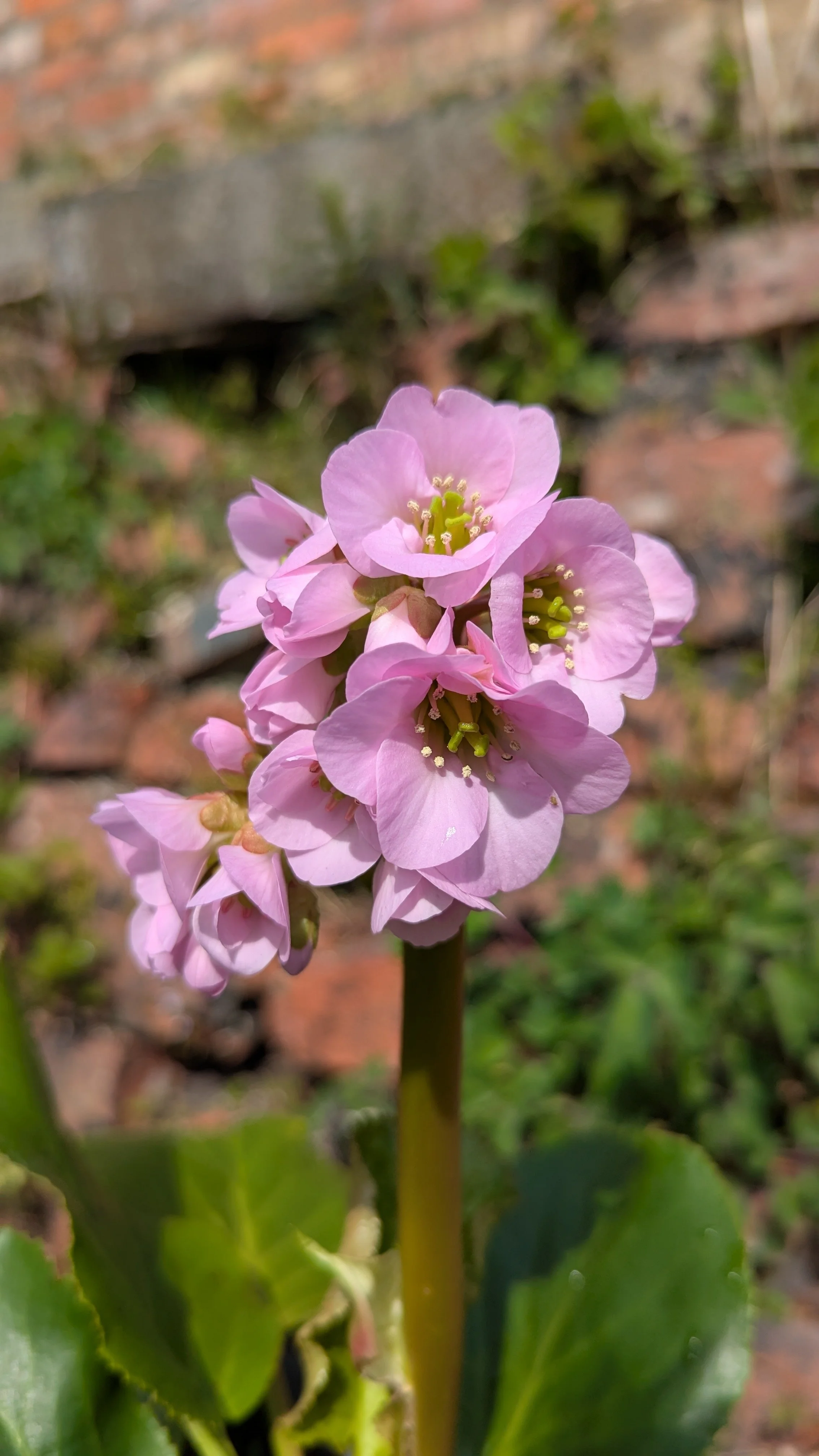 Ballawley Guardsman copy 2.jpg