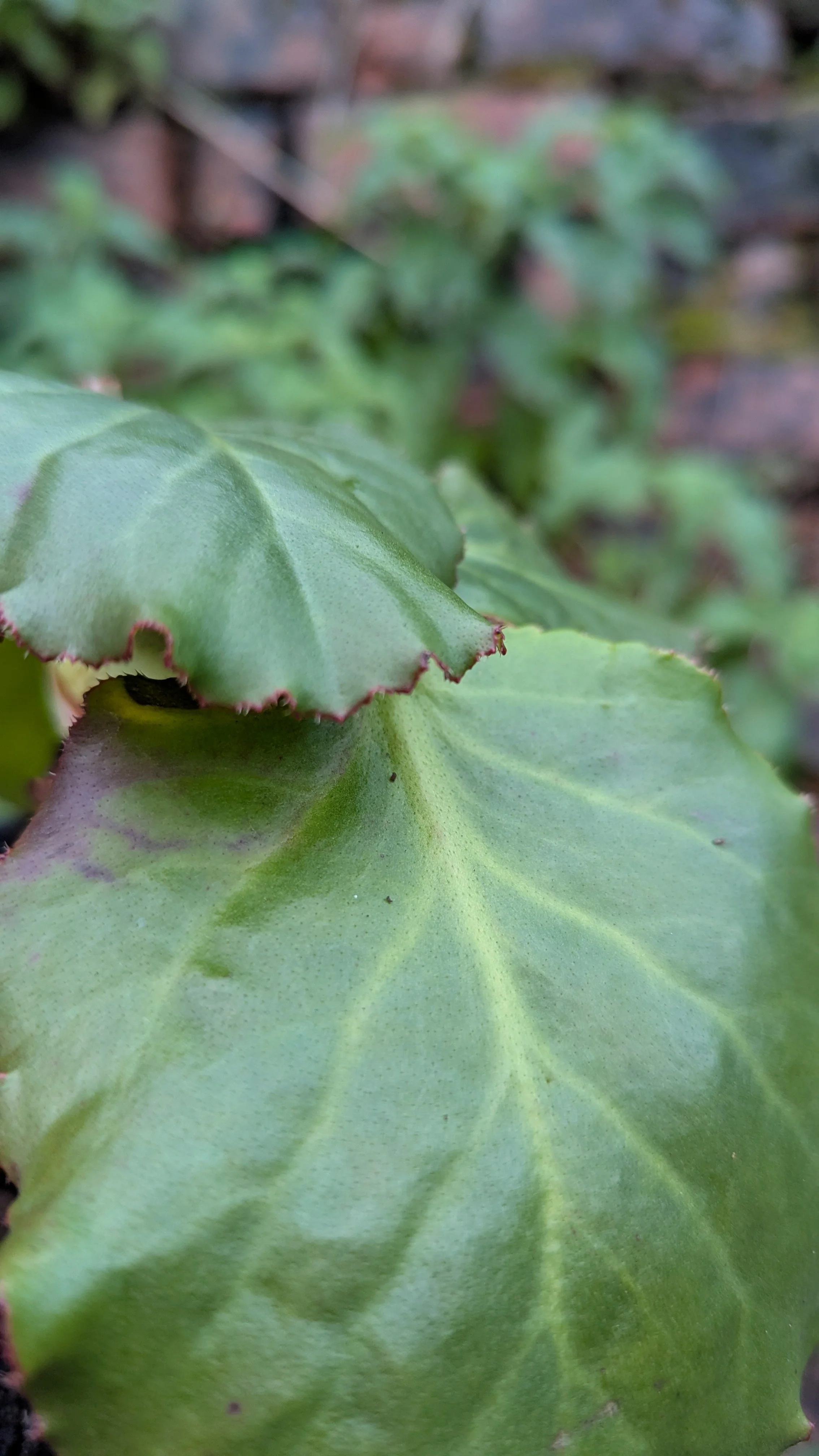 Schneekonigin copy.jpg