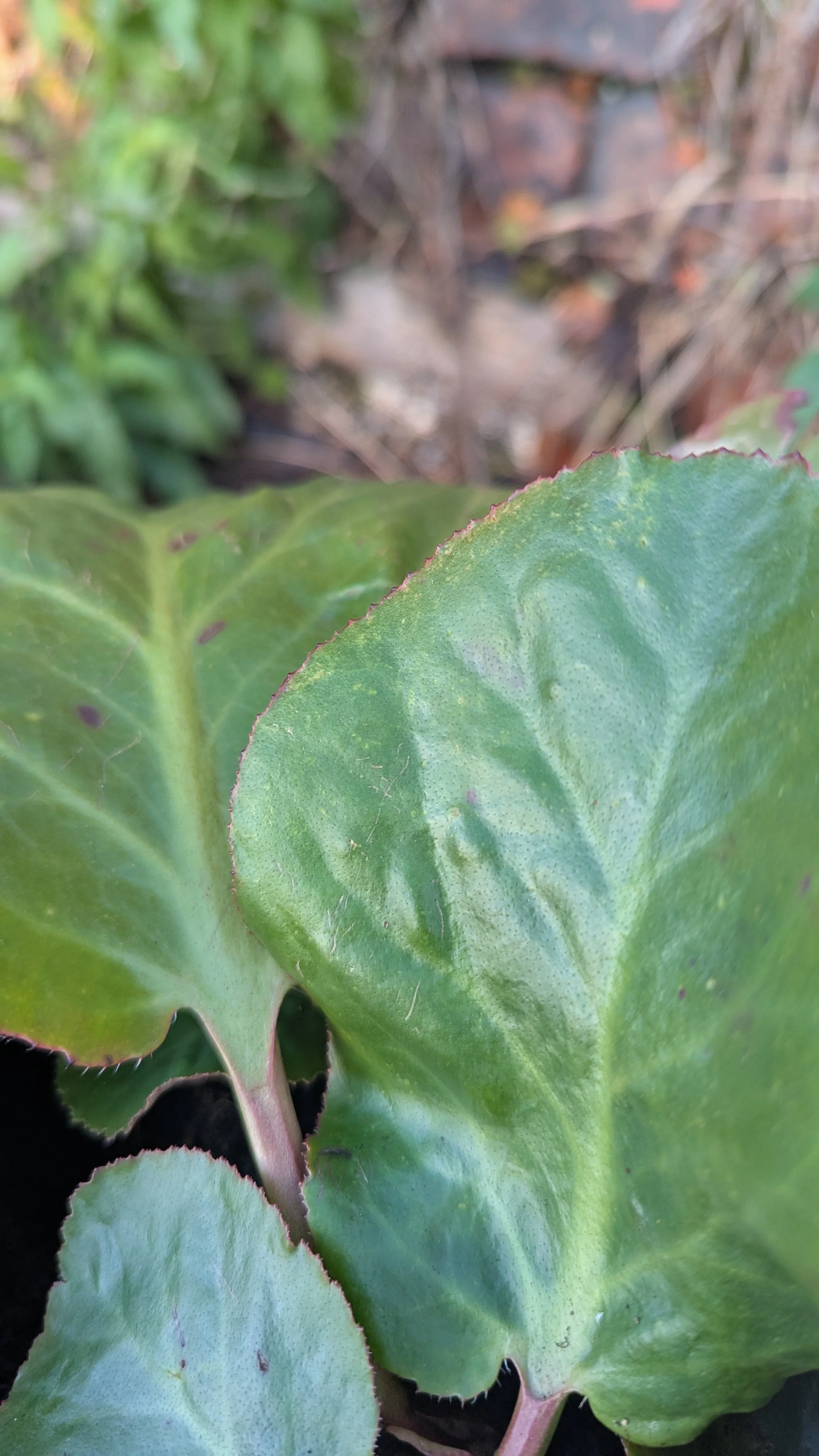 Schneekuppe copy.jpg